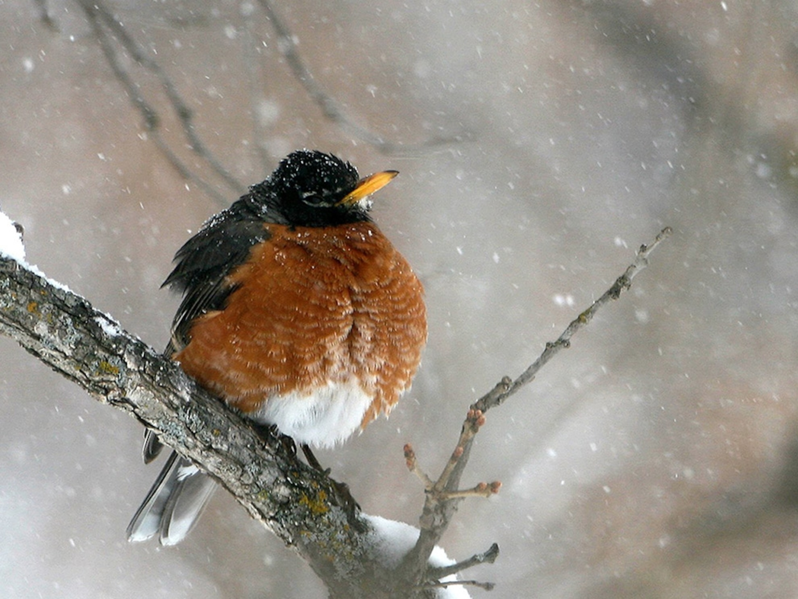 A bird puffing up its breast