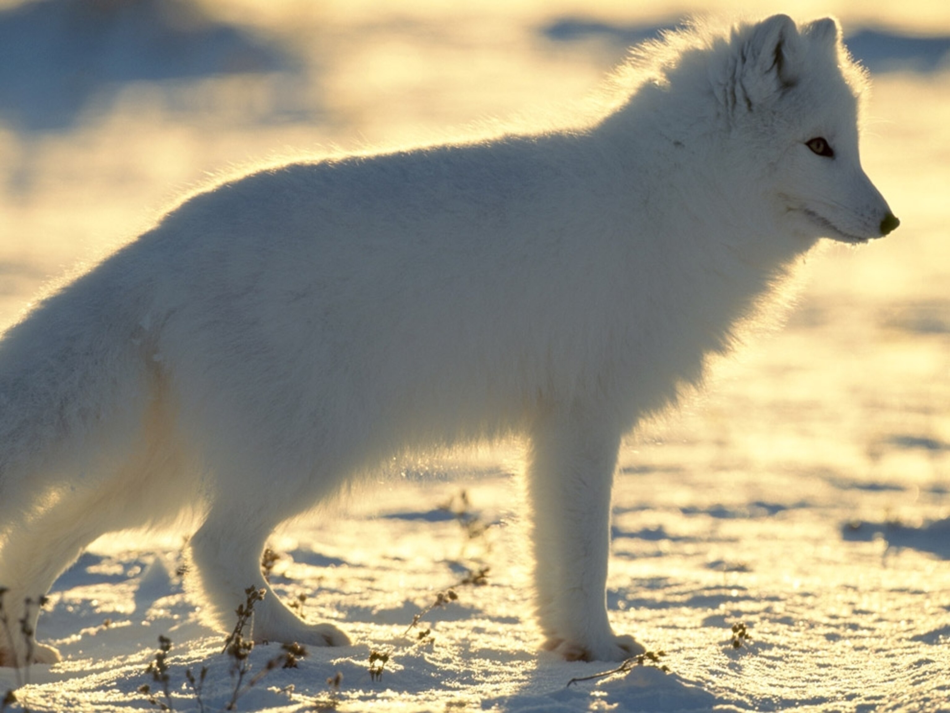 an arctic fox in the snow