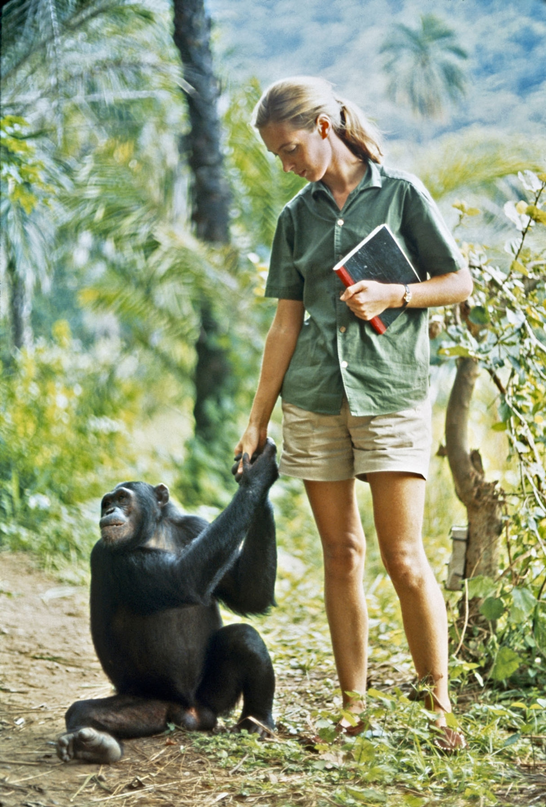 Jane Goodall standing holding hands with a chimpanzee sitting