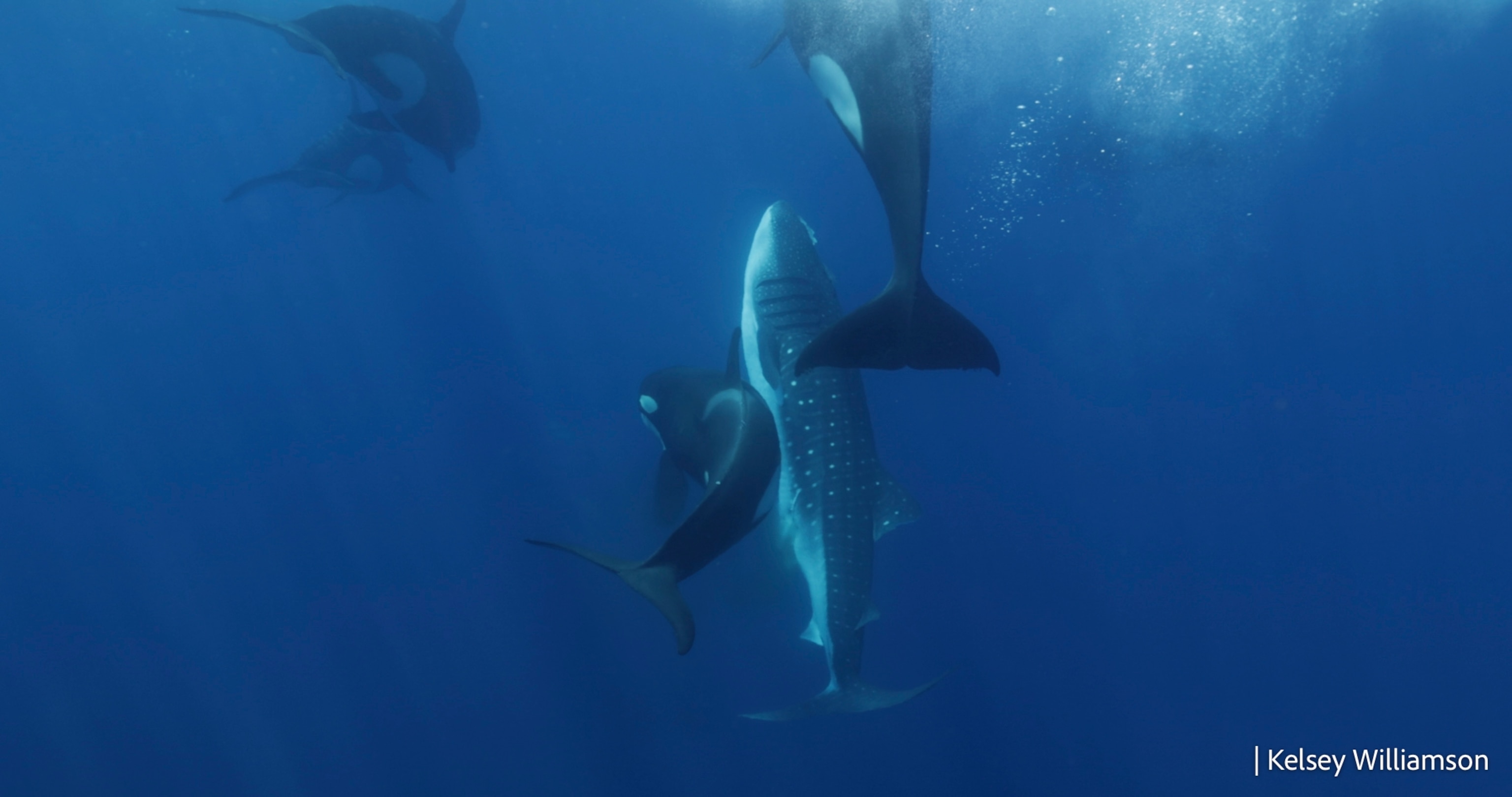 Killer whales surface to breath before taking whale shark down and delivering a rapid, final blow.