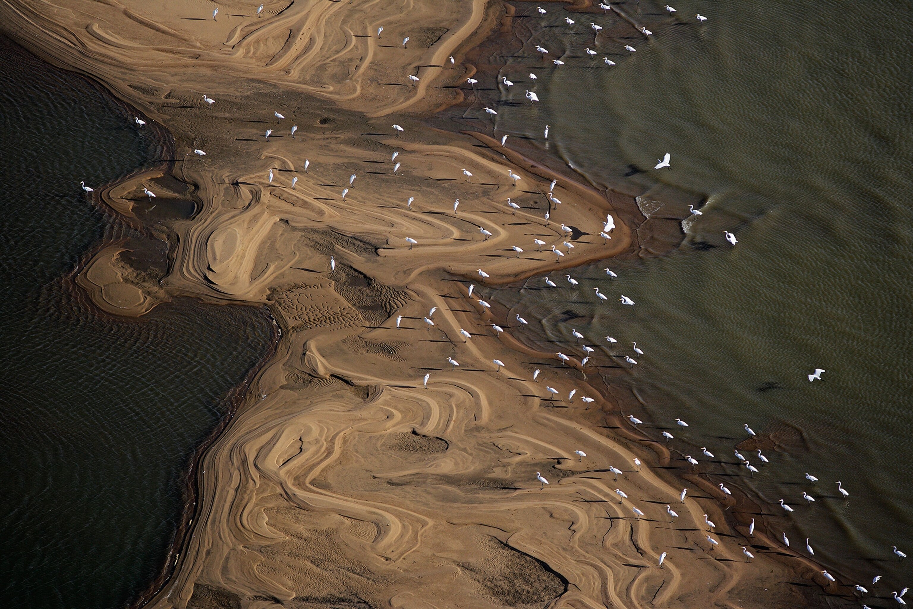 egrets line a furrowed sandbank in the Orinoco River
