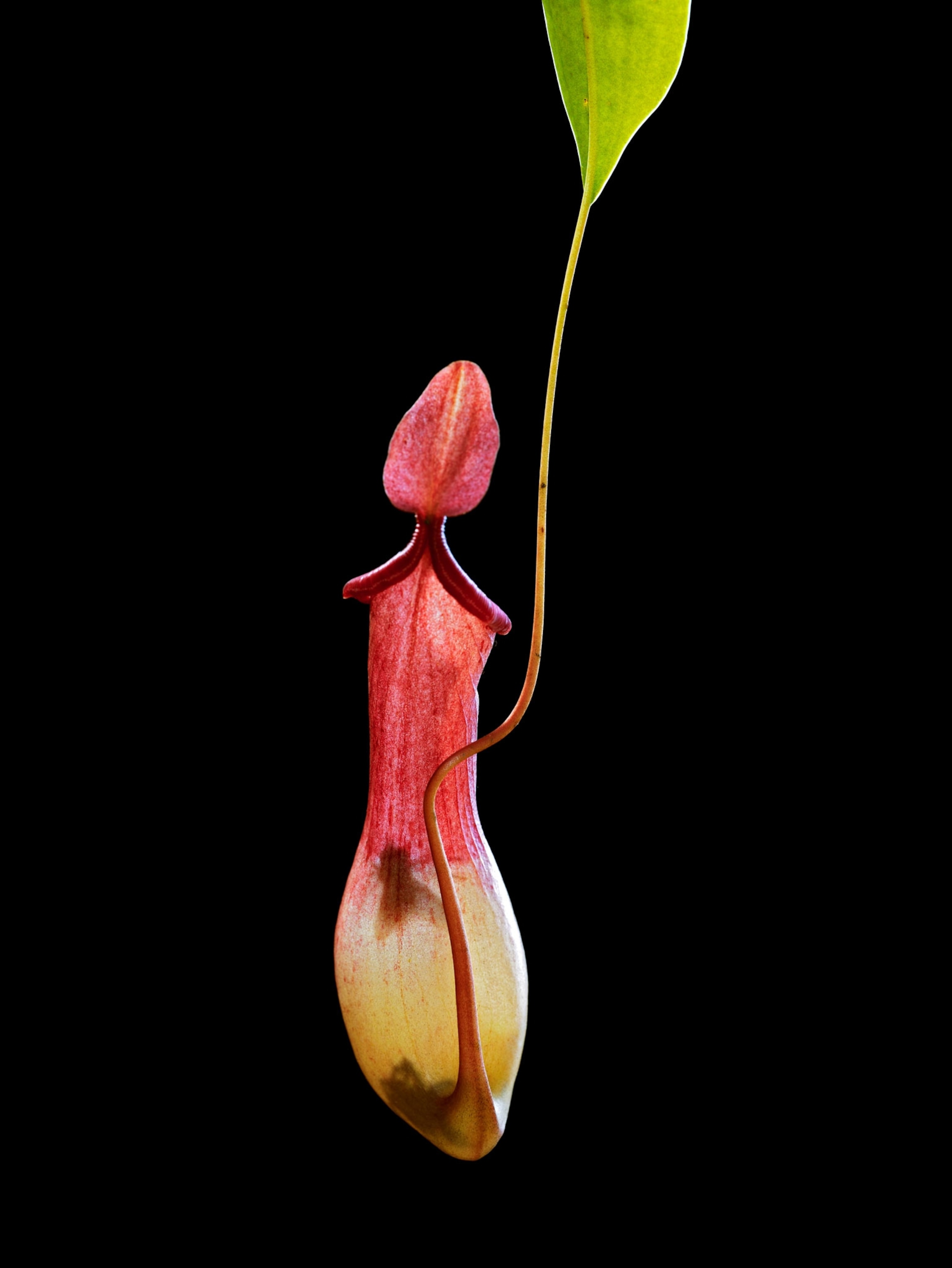 silhouettes of flies through a pitcher plant