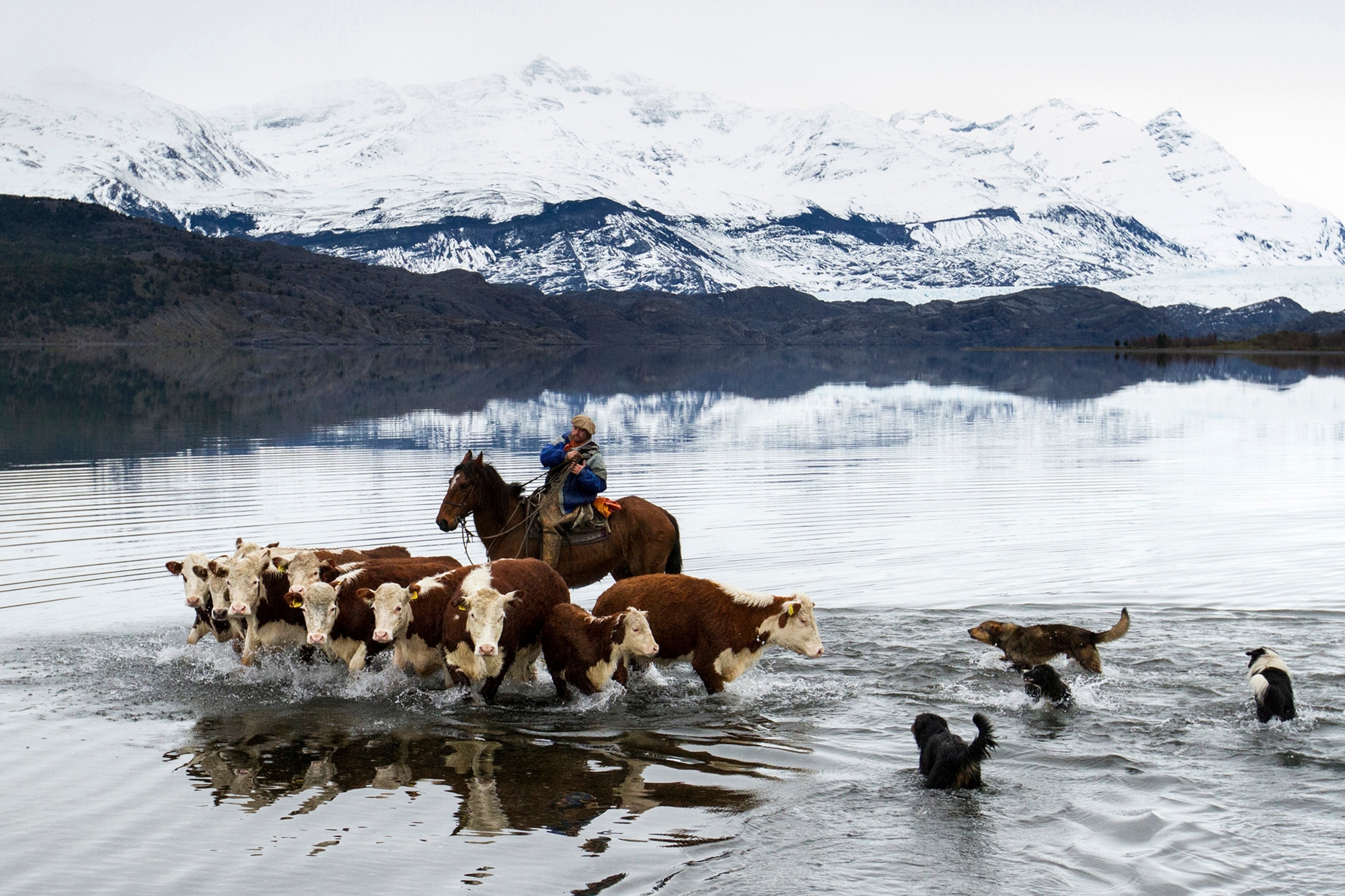 man and dogs herding cattle in Patagonia, Chile