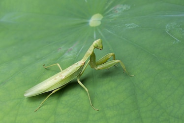 A Green Praying Mantis is standing on a green leaf.