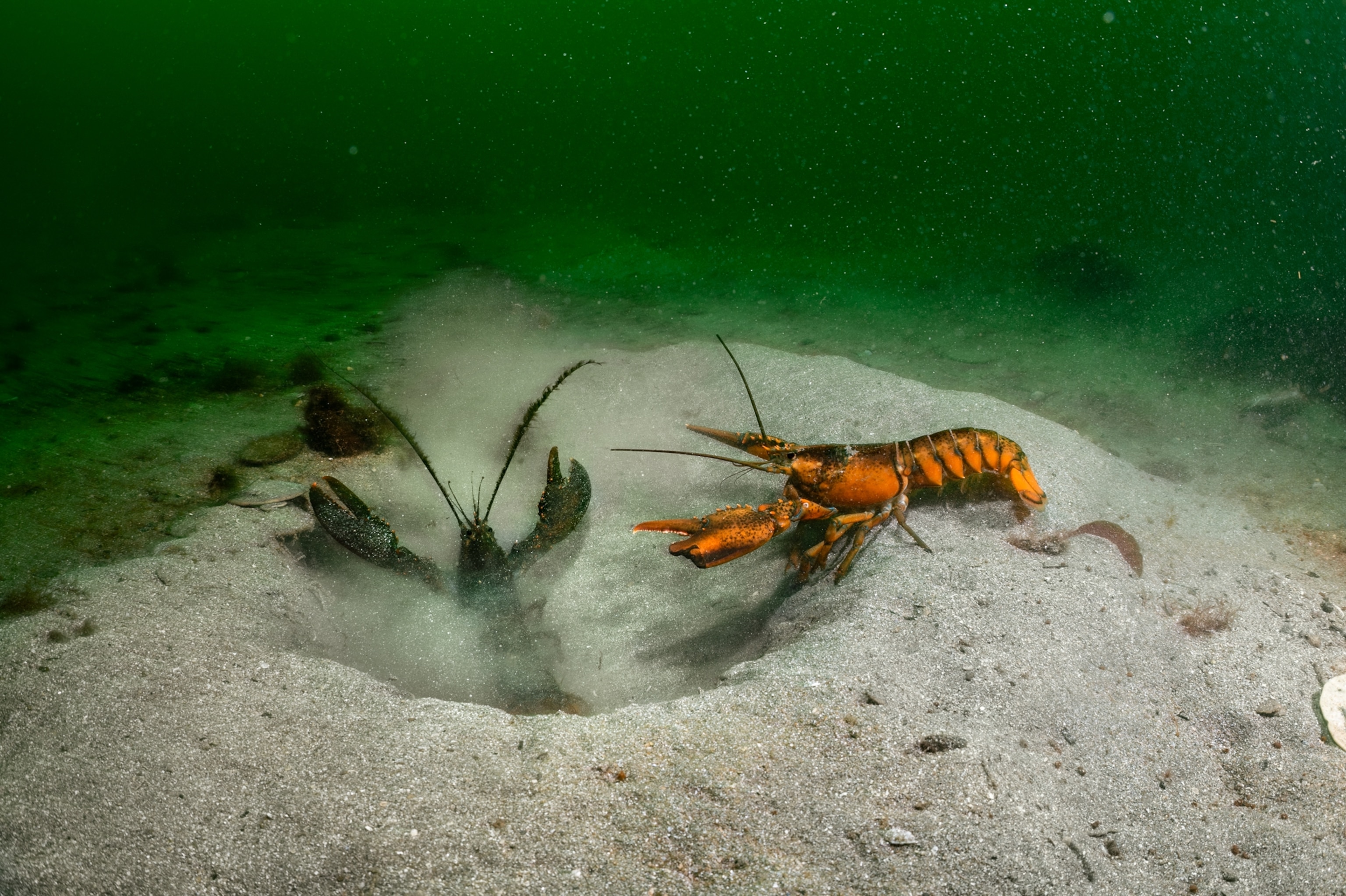 Two lobsters fighting in a sand burrow underwater.