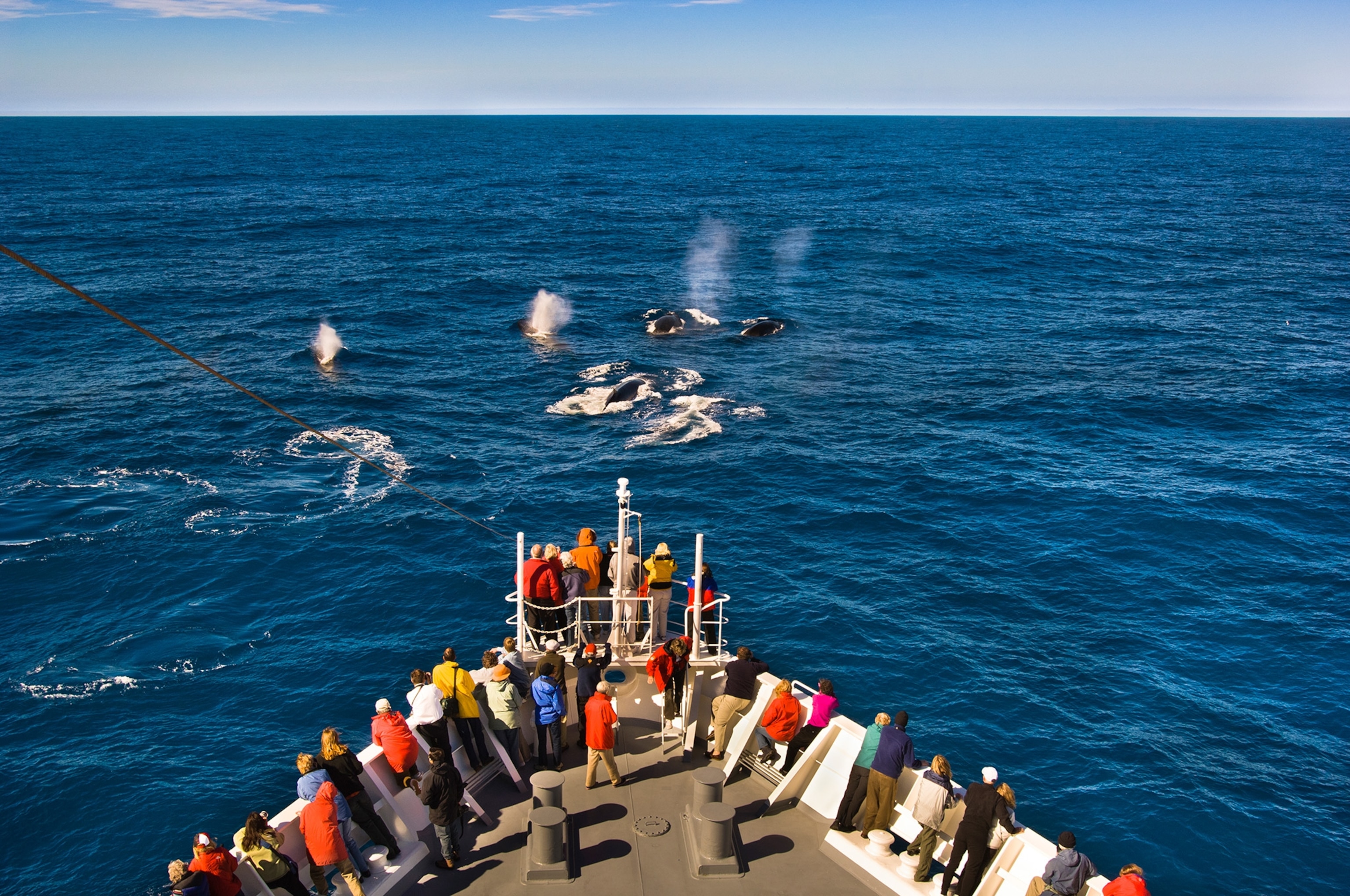 People pear over the edge of a ship while whales swim in the water.