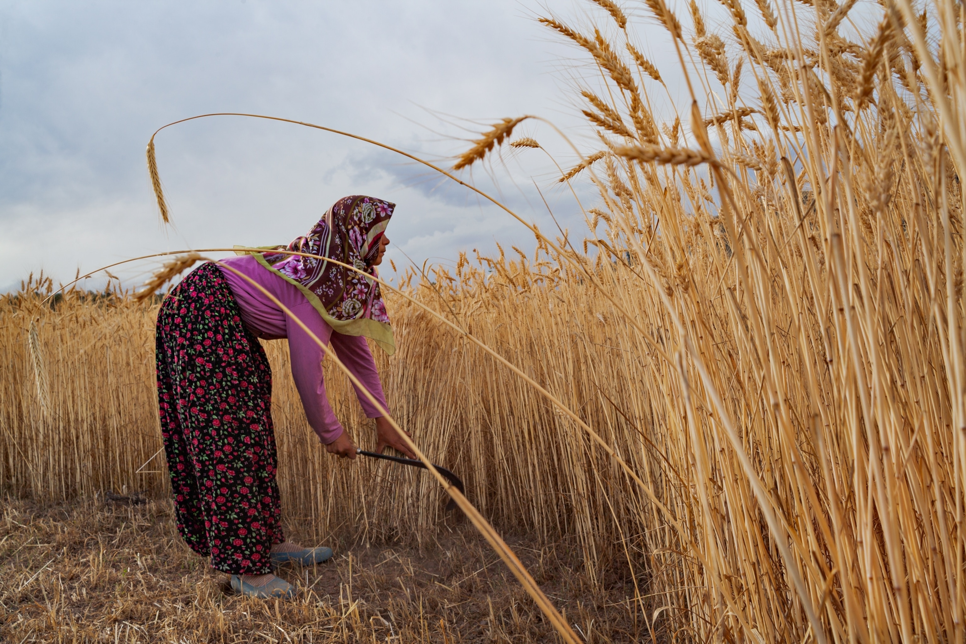 a woman with a hand tool harvesting wheat