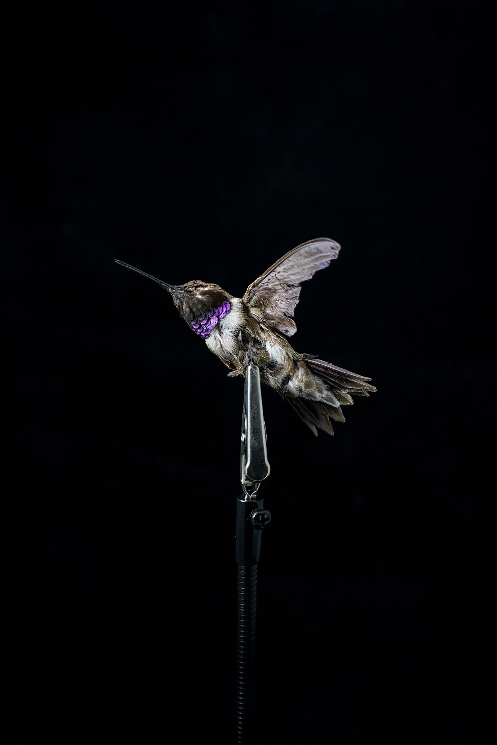a dead hummingbird