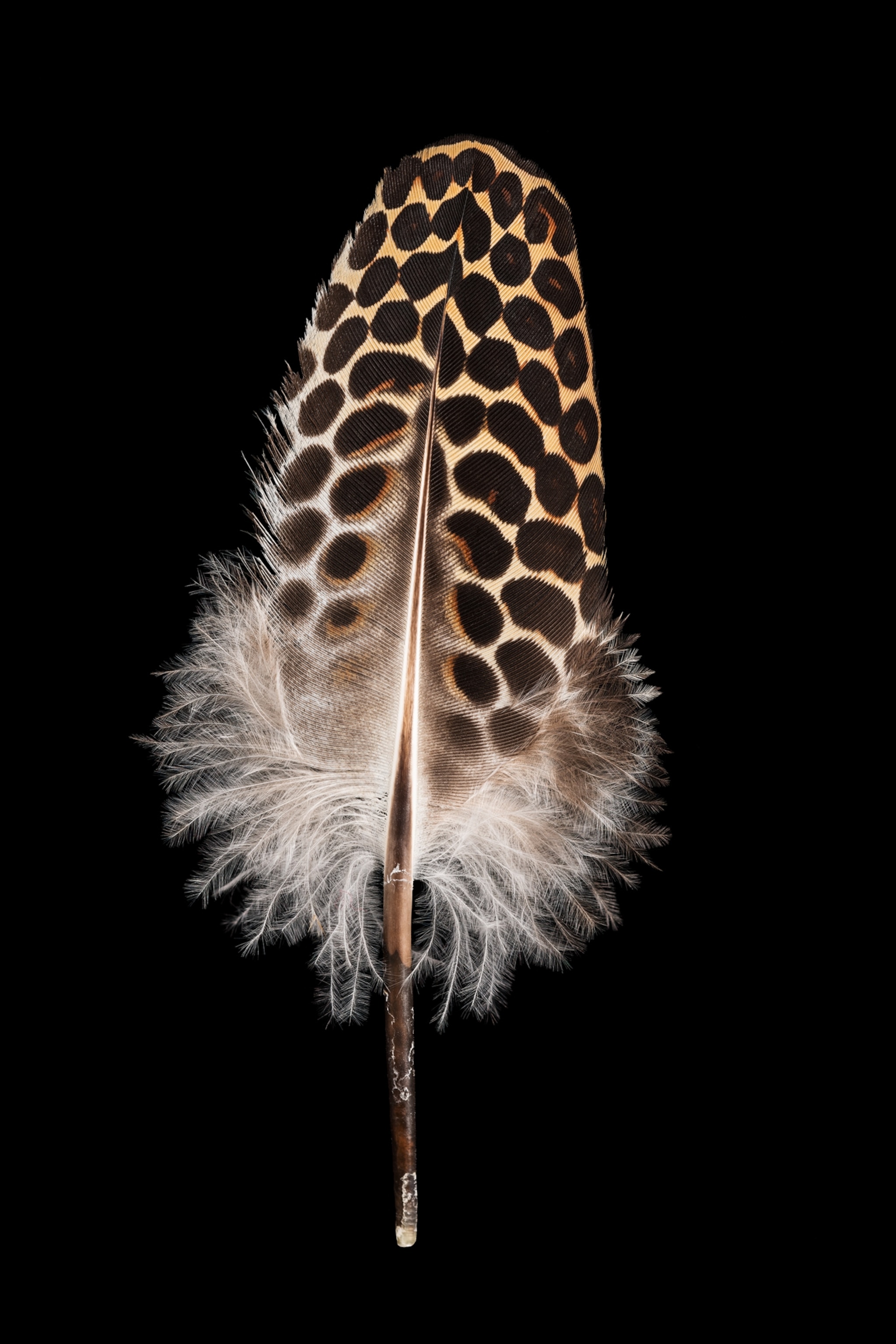 Spotted feather.