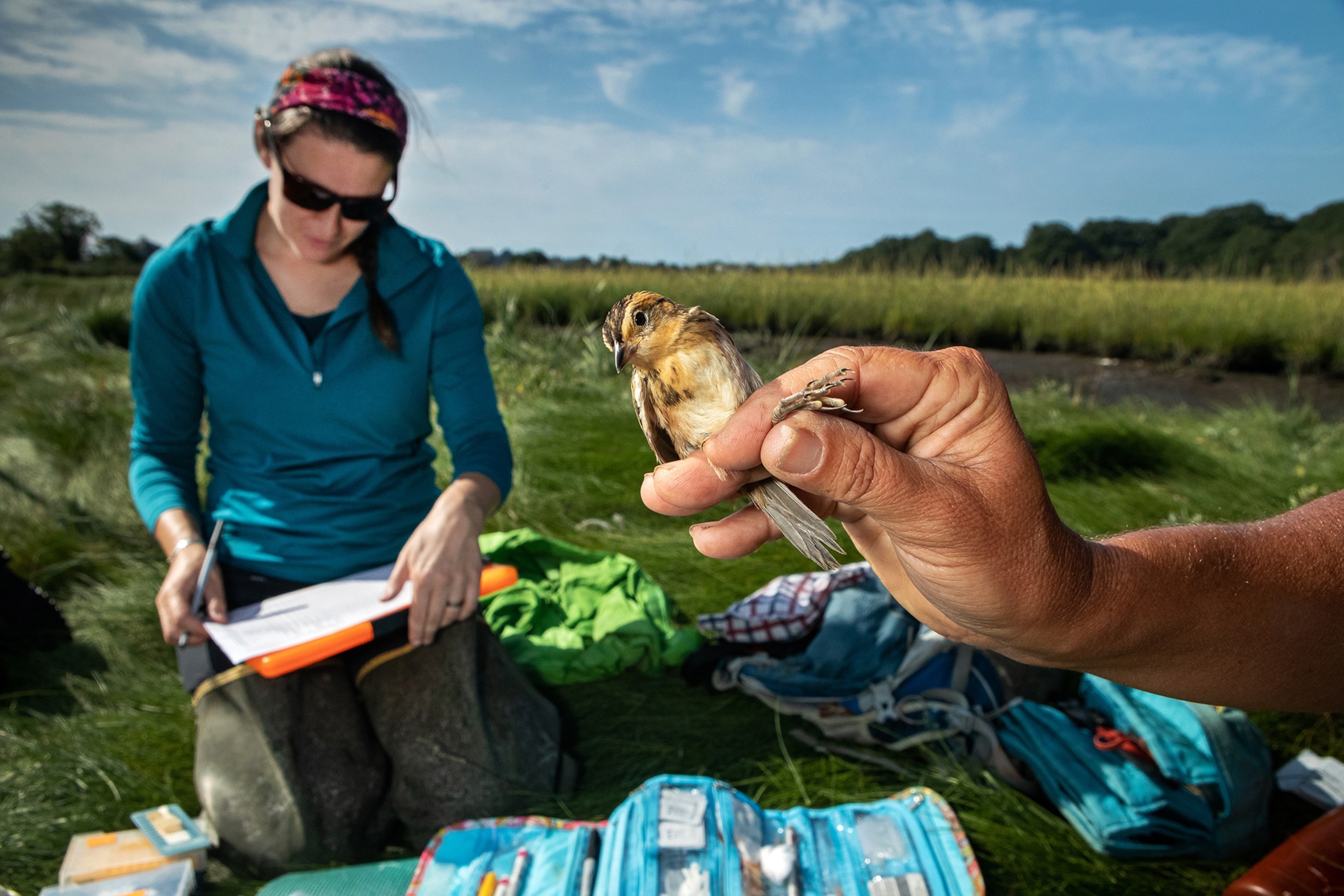 A hand holds a salt marsh sparrow in the foreground while a researcher writes down biological data in the background.