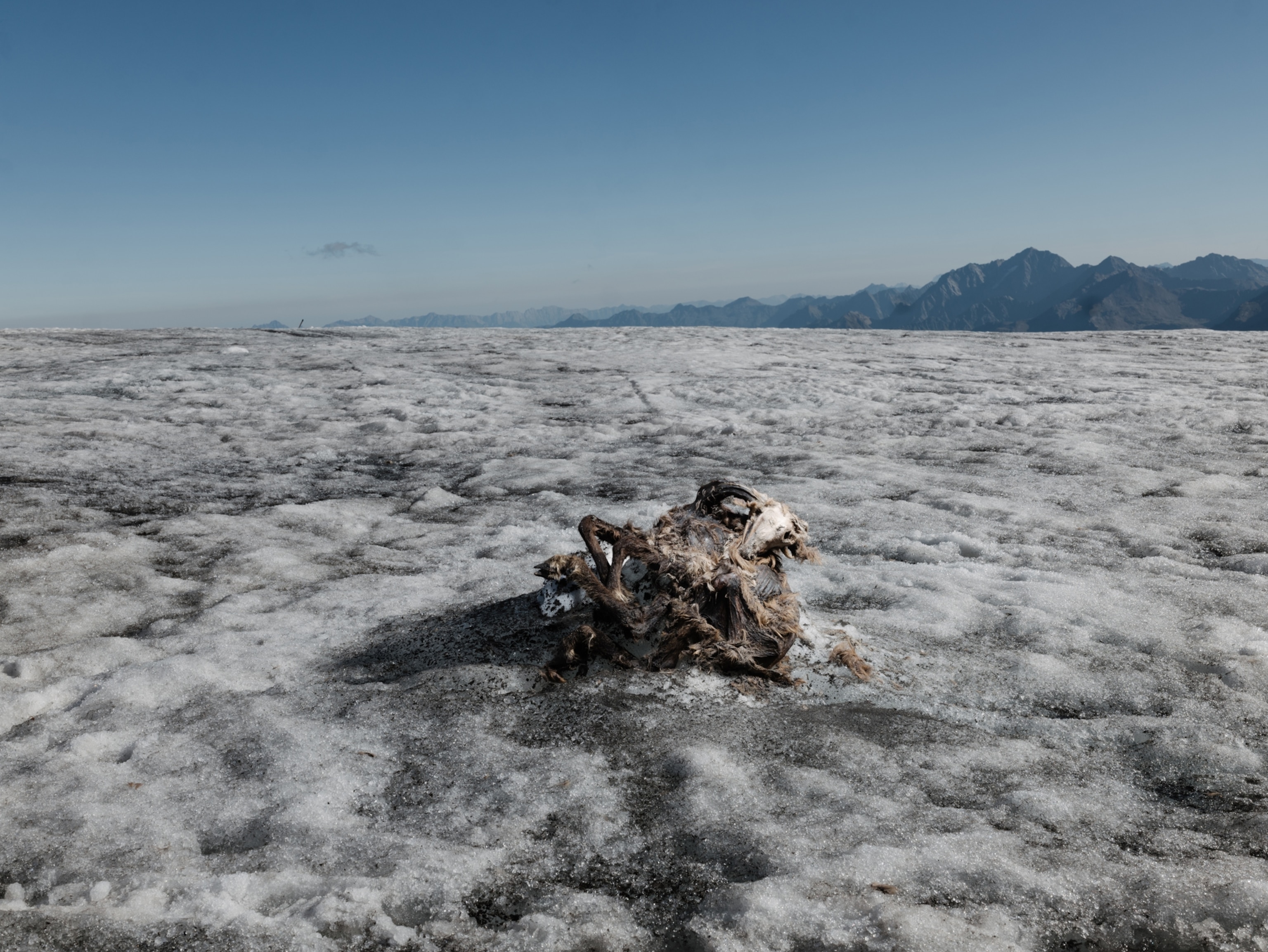 a decayed corpse of a goat like animal sits exposed as glacier ice melts around it