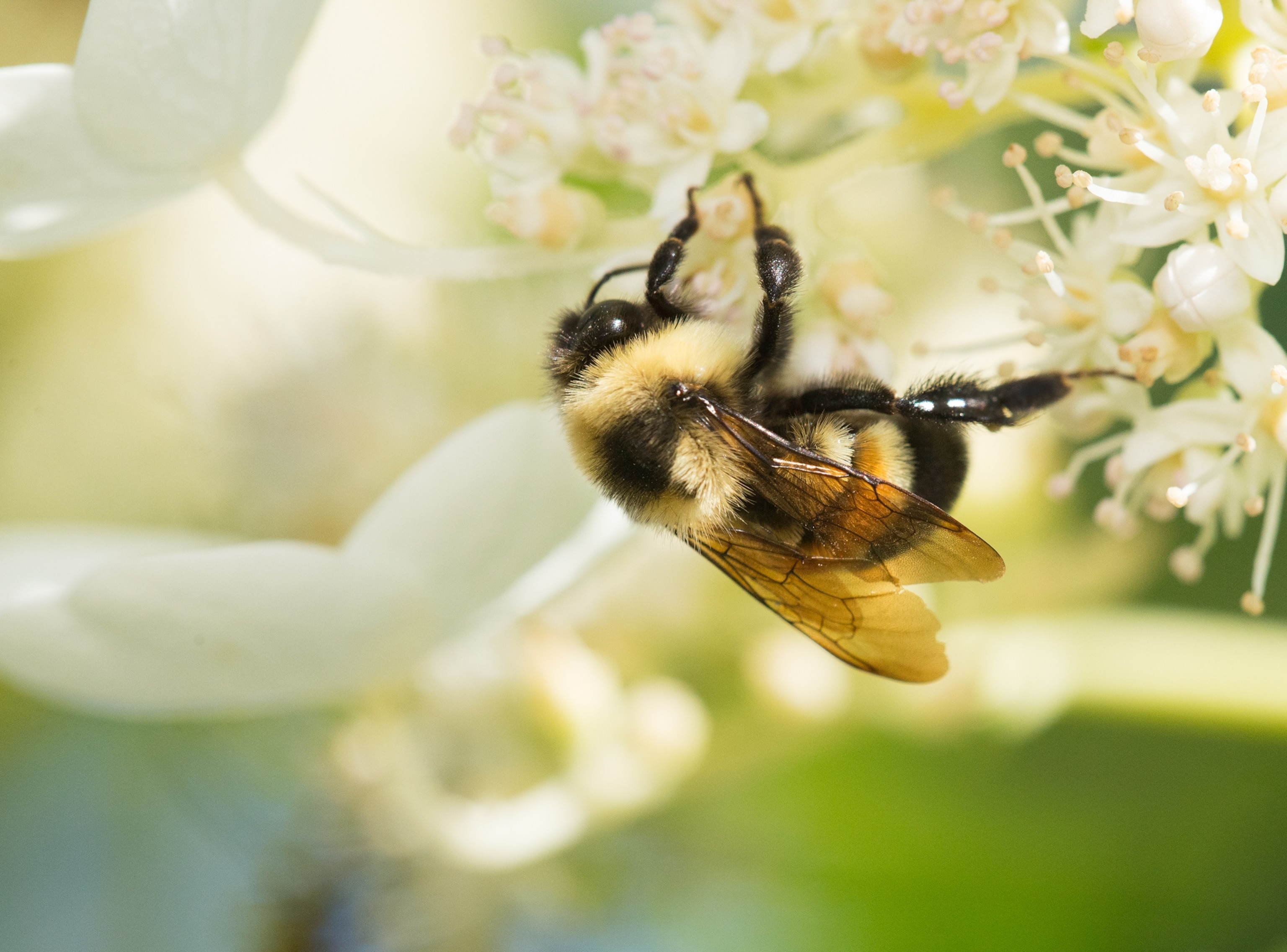 Picture of a bee on a white flower