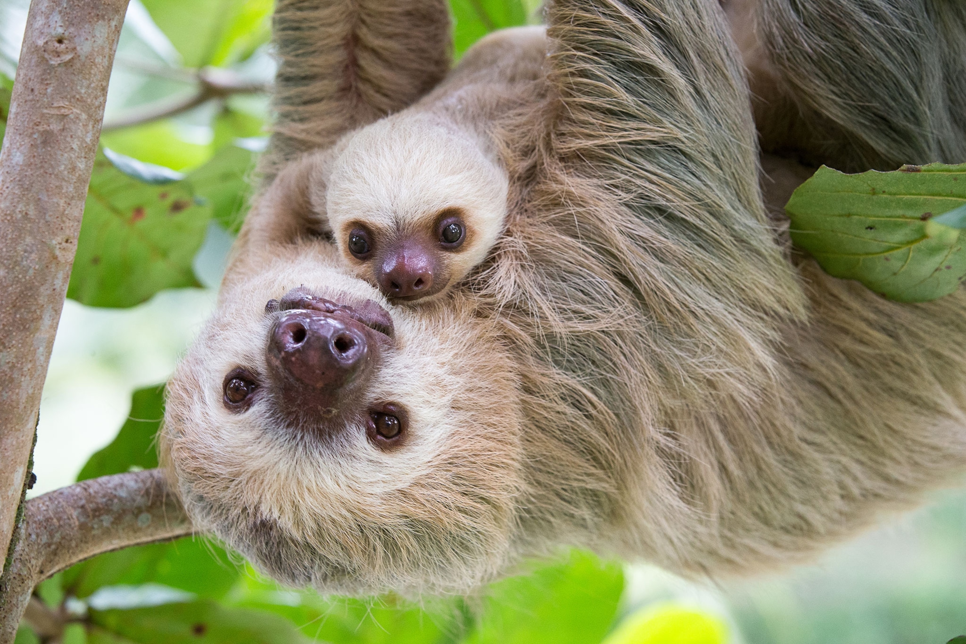 hoffmann's two-toed sloth and baby