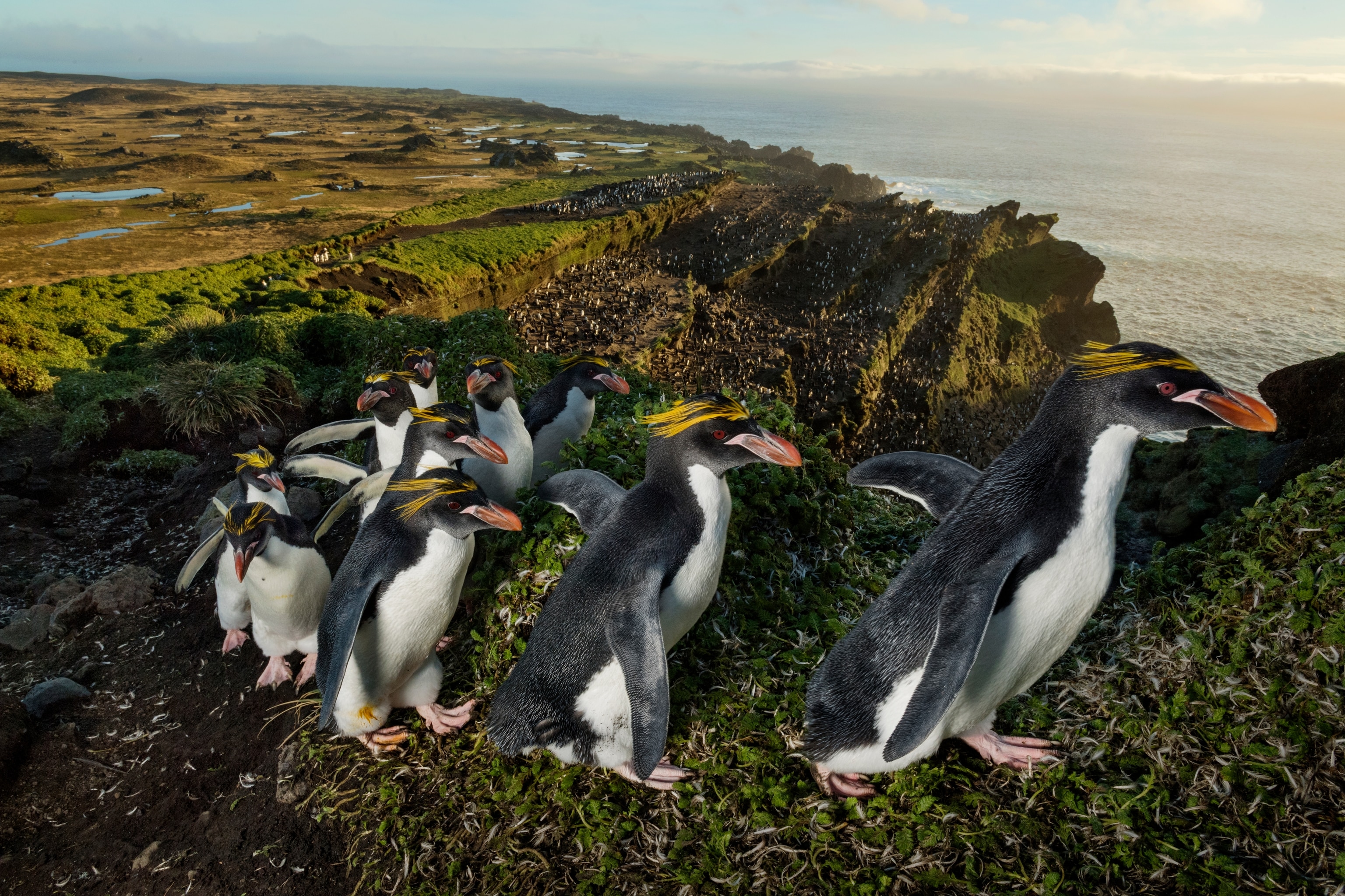 A column of macaroni penguins trudges up the ridge of an old volcano crater on Marion Island, Prince Edward Island.