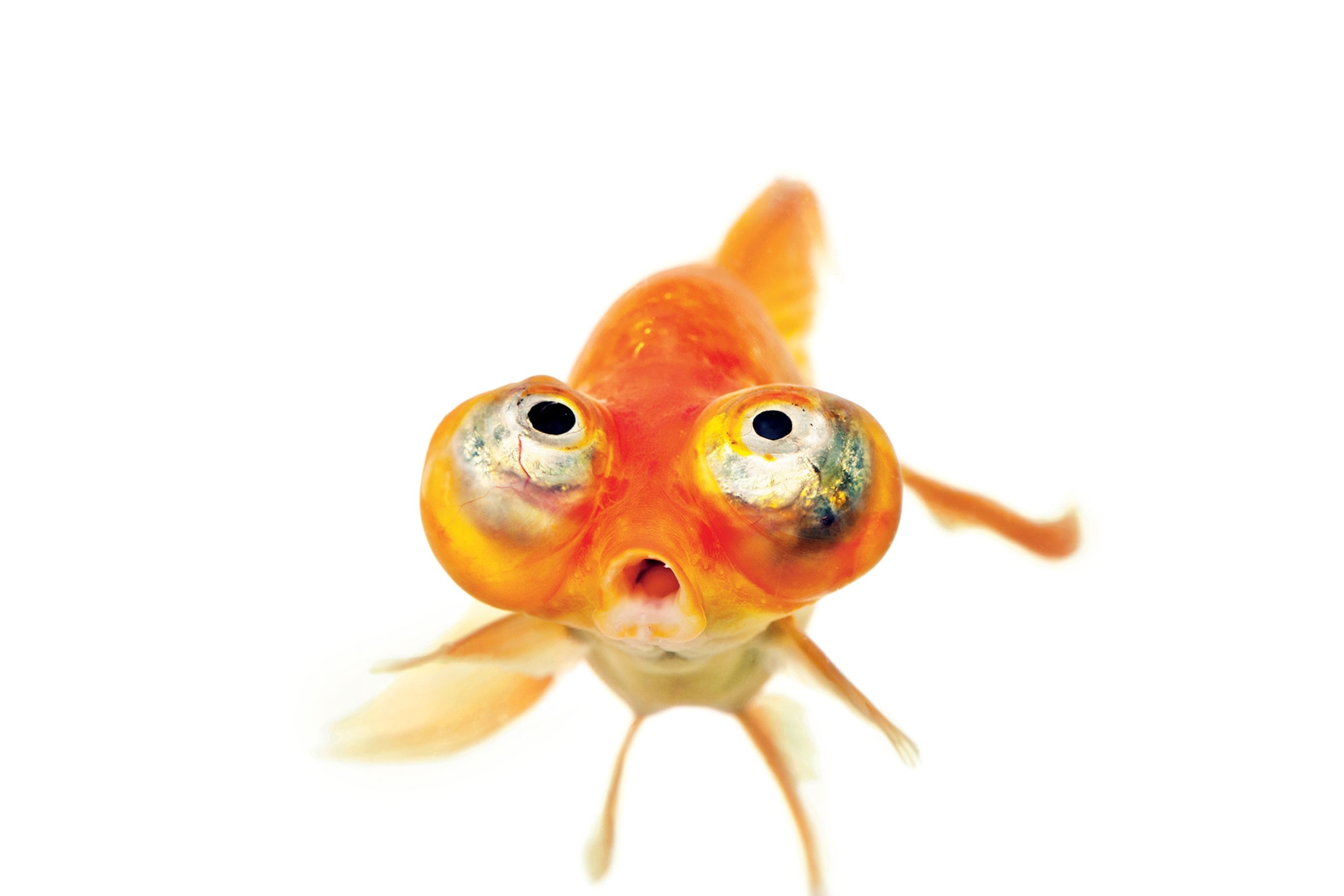 a goldfish