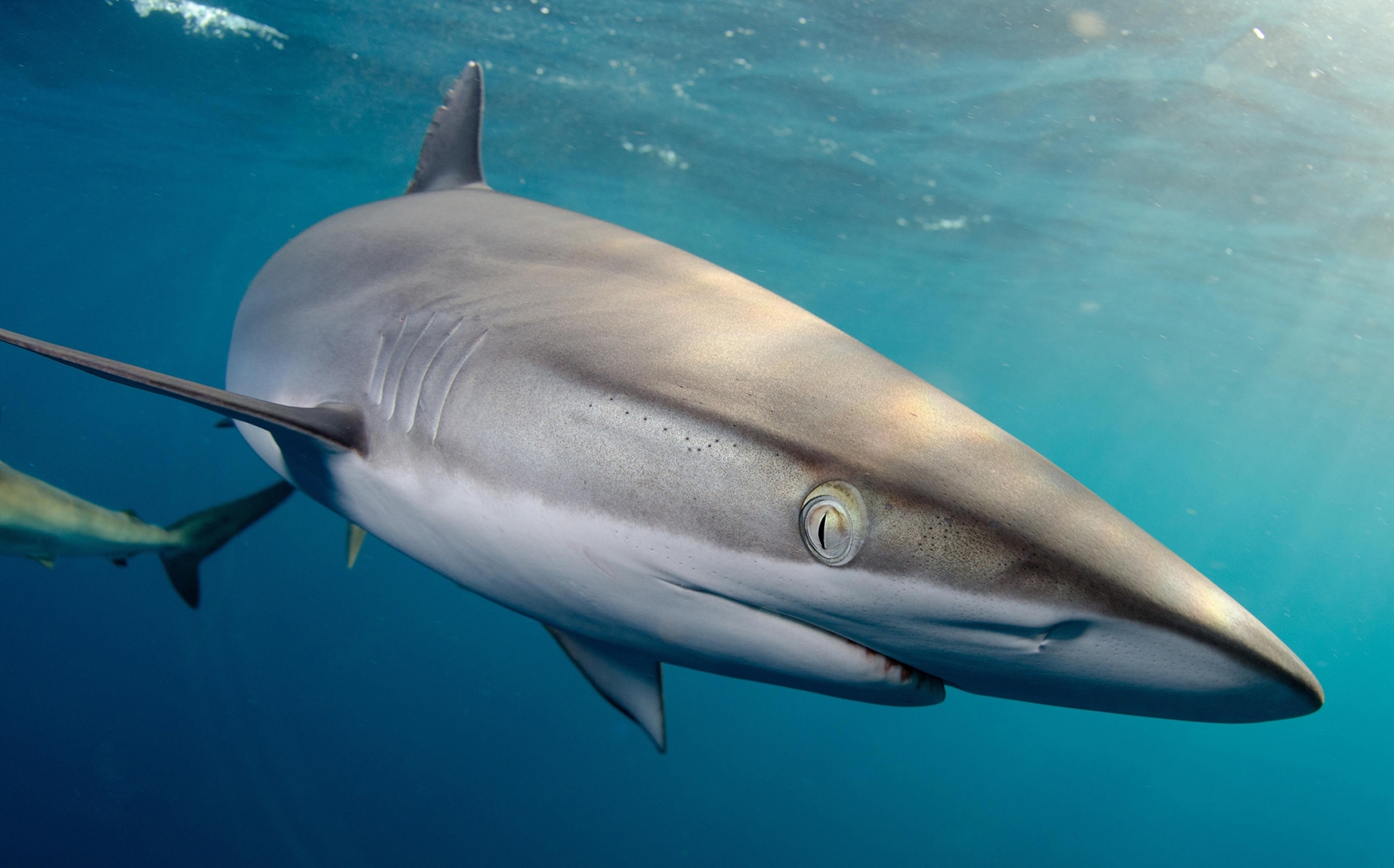 The National Geographic Pristine Seas divers discovered vibrant marine life thriving on an oil platform in Gabon.