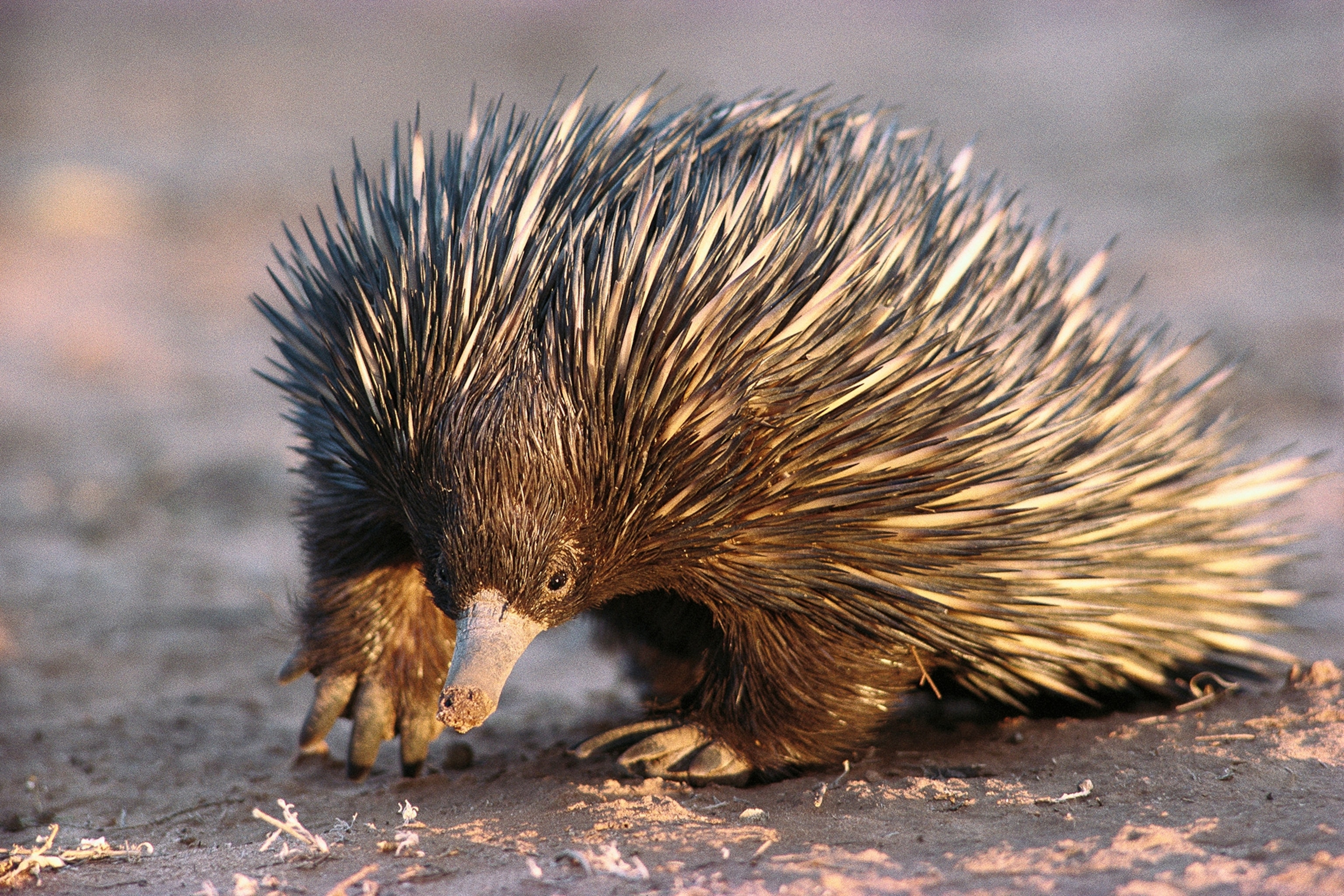 a short-beaked Echidna