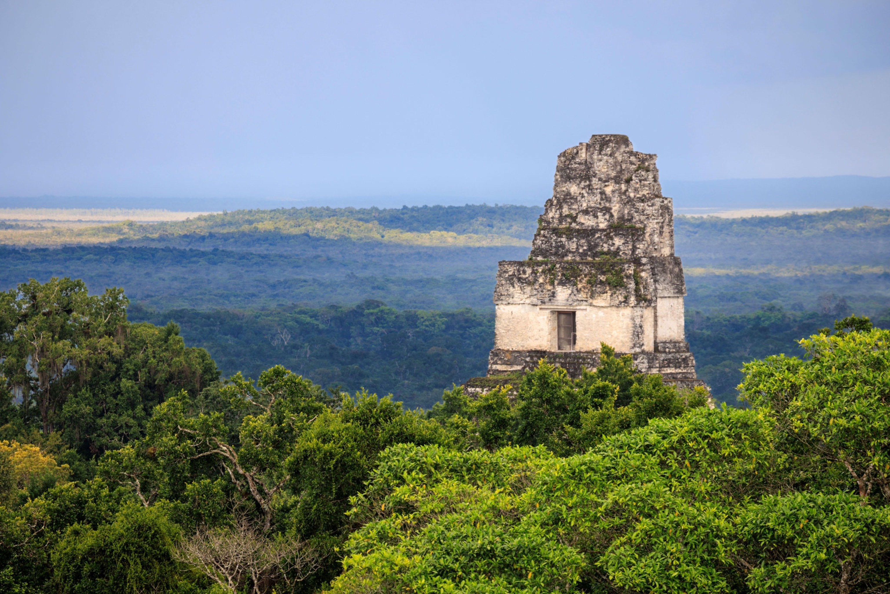 An ancient temple peaking through the trees of a thick, green, rainforest. The rainforest extends into the background and the sky is blue.