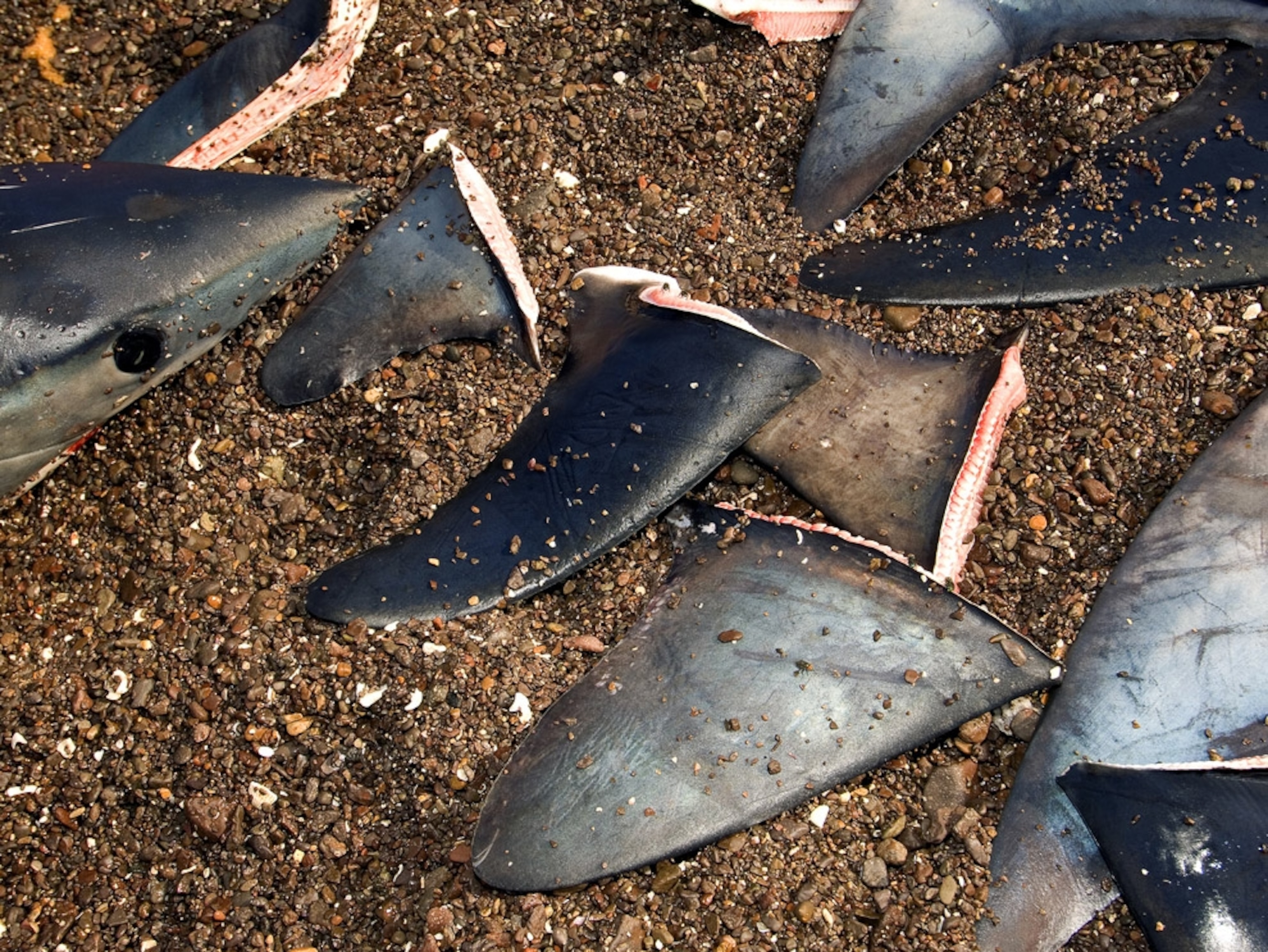Shark fins