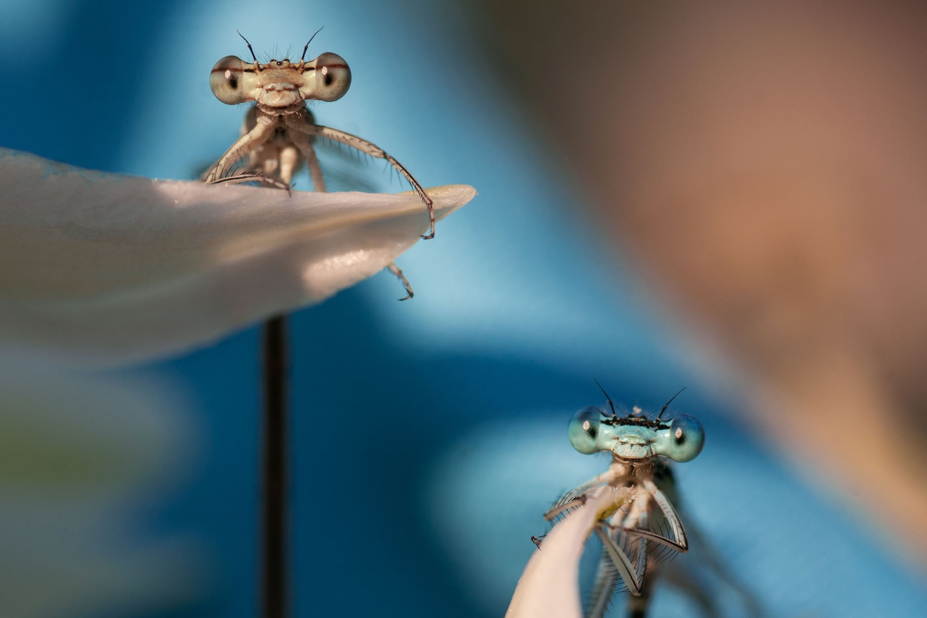 insect