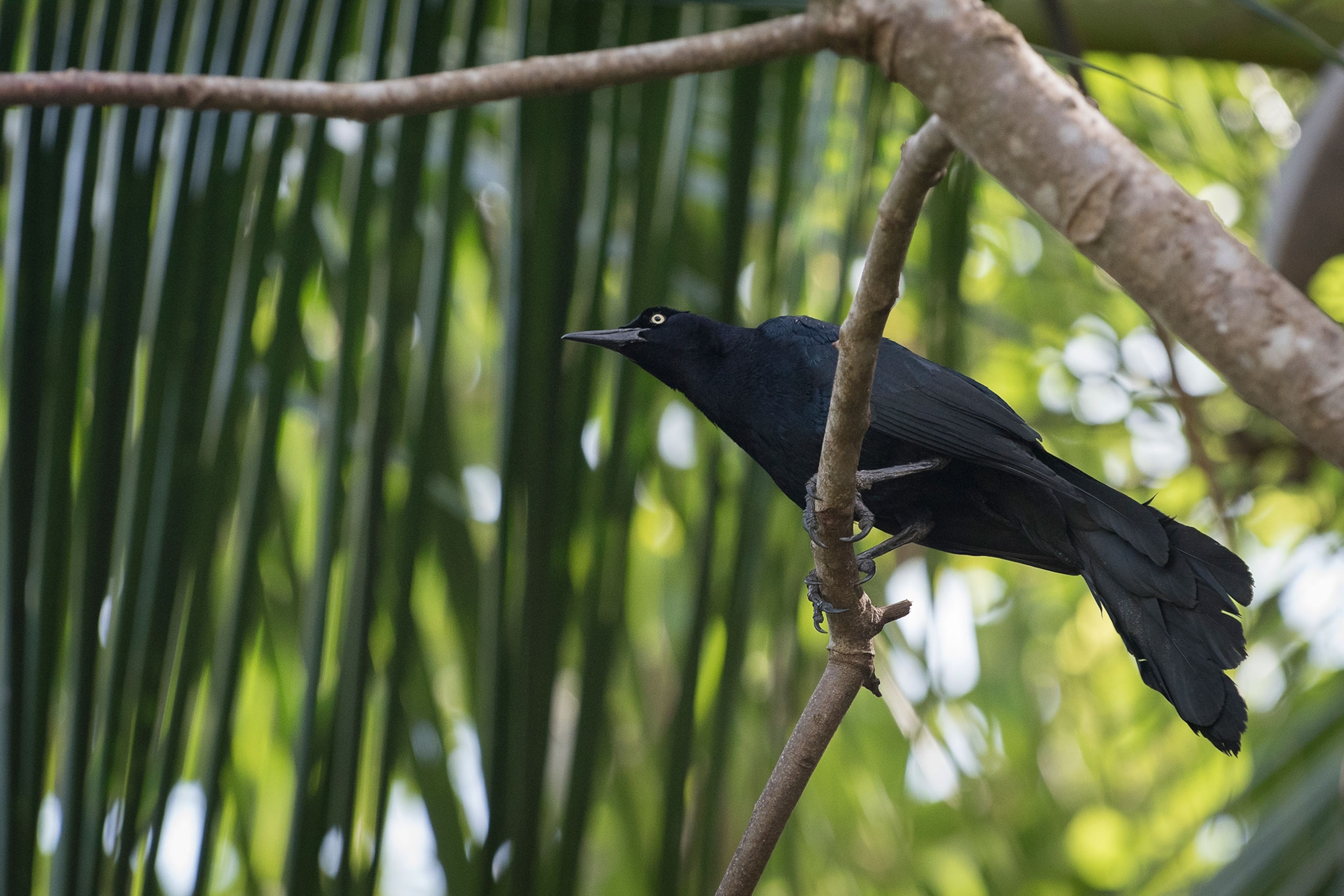 a great tail grackle