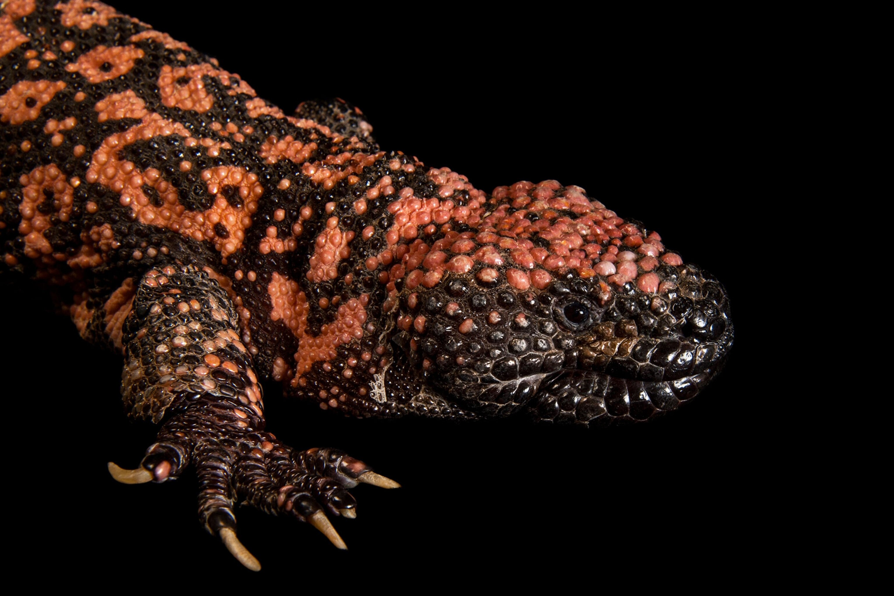 a reticulate gila monster