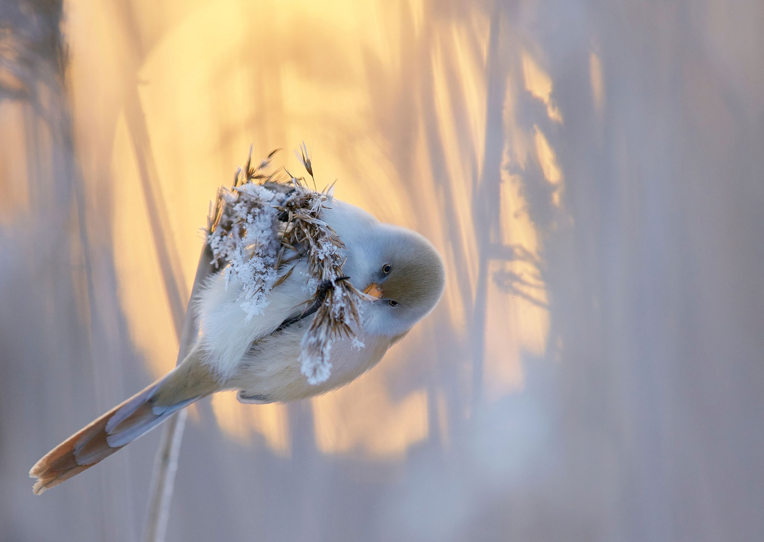 bird