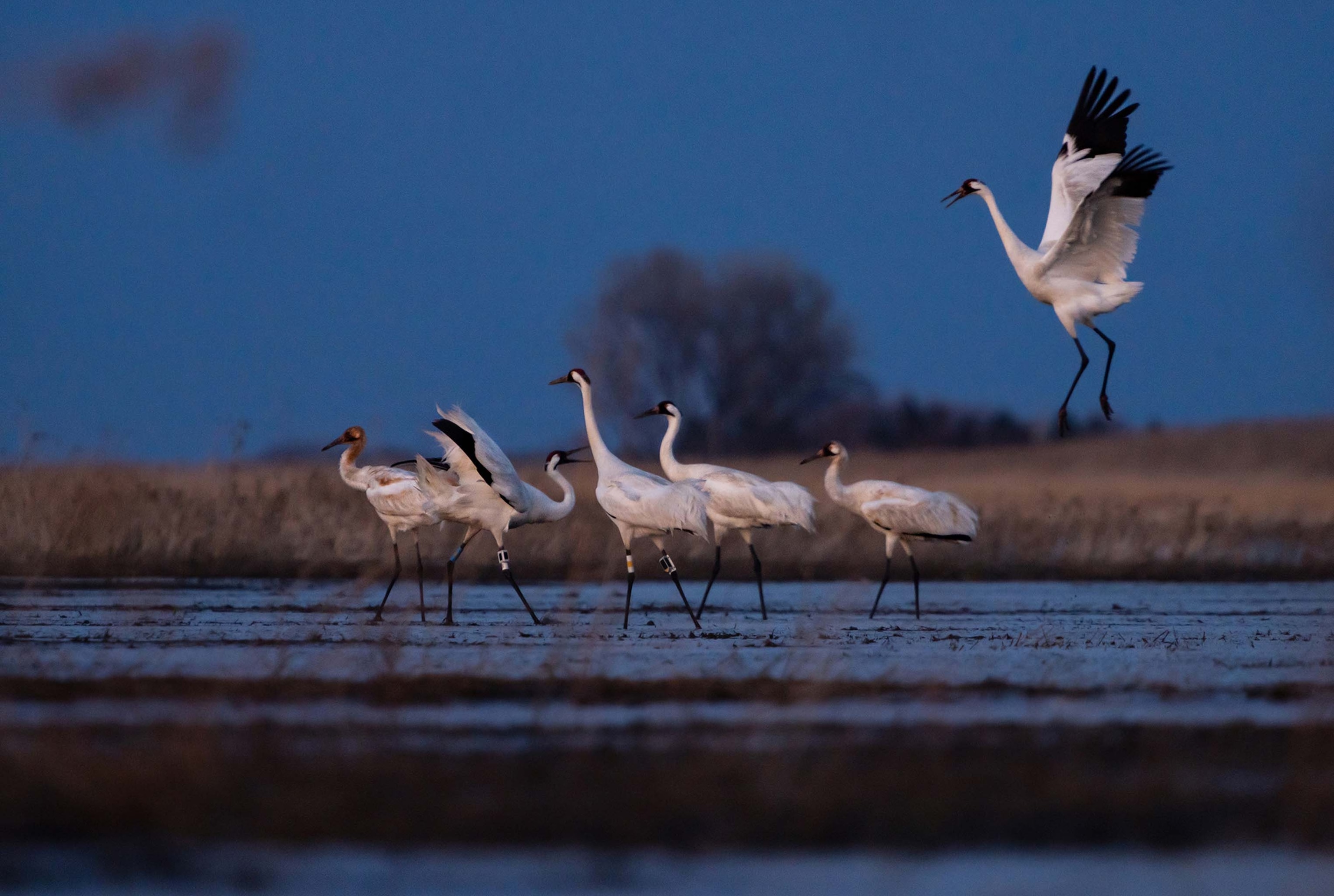 5 cranes on the grown and one with its wings out landing. The one with its wings out has black feathers at the end of its wings.