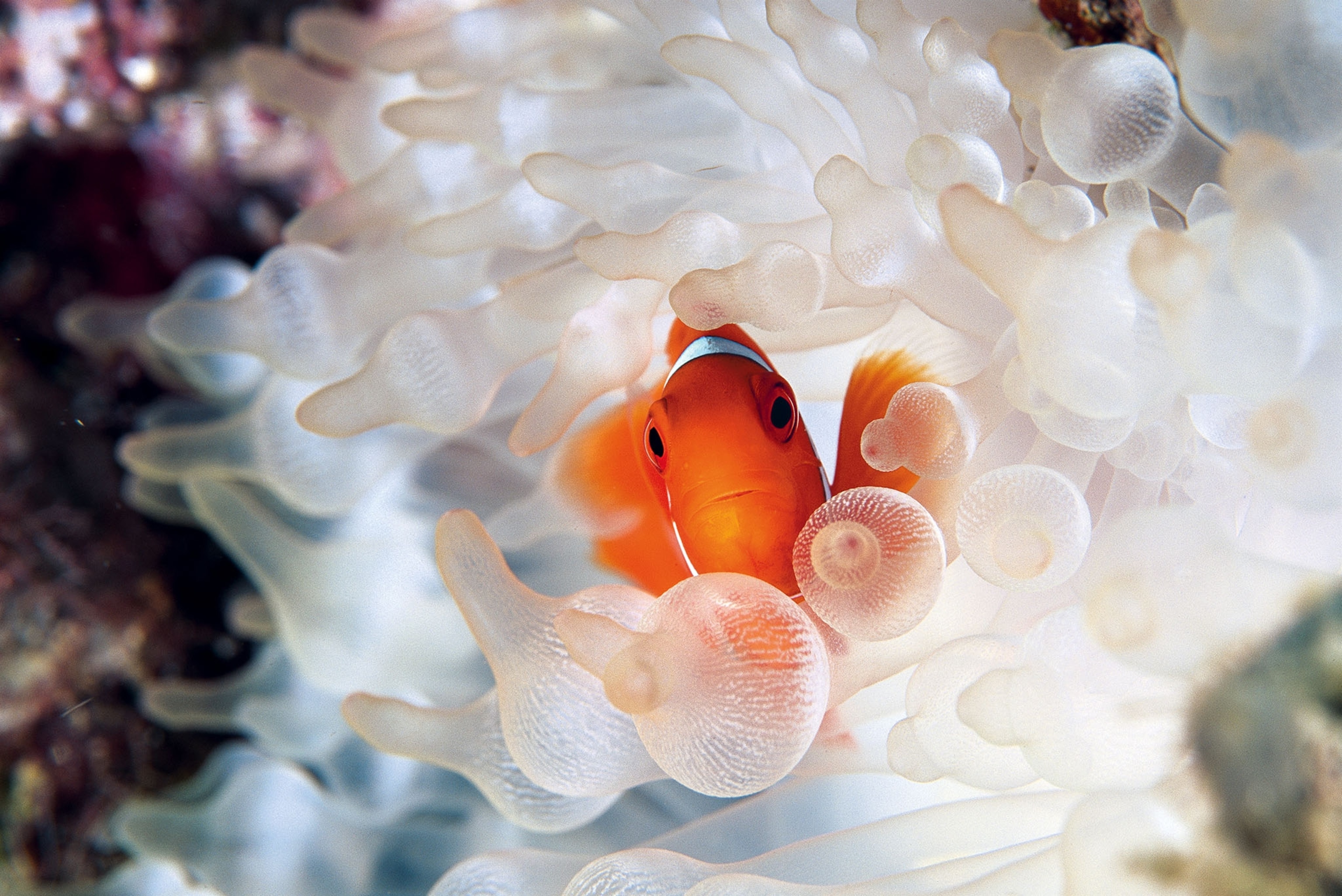 clownfish