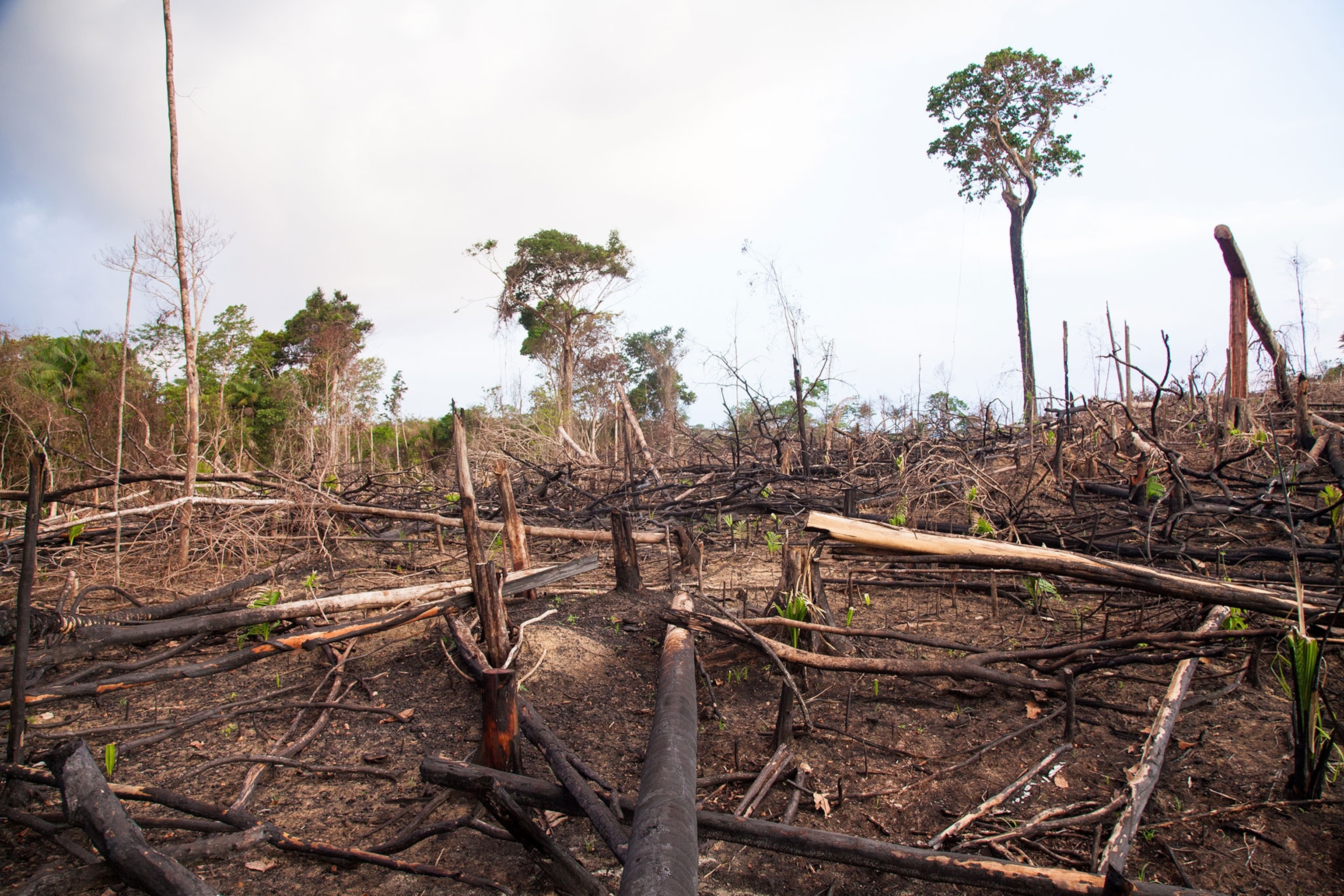 deforestation along the Amazon