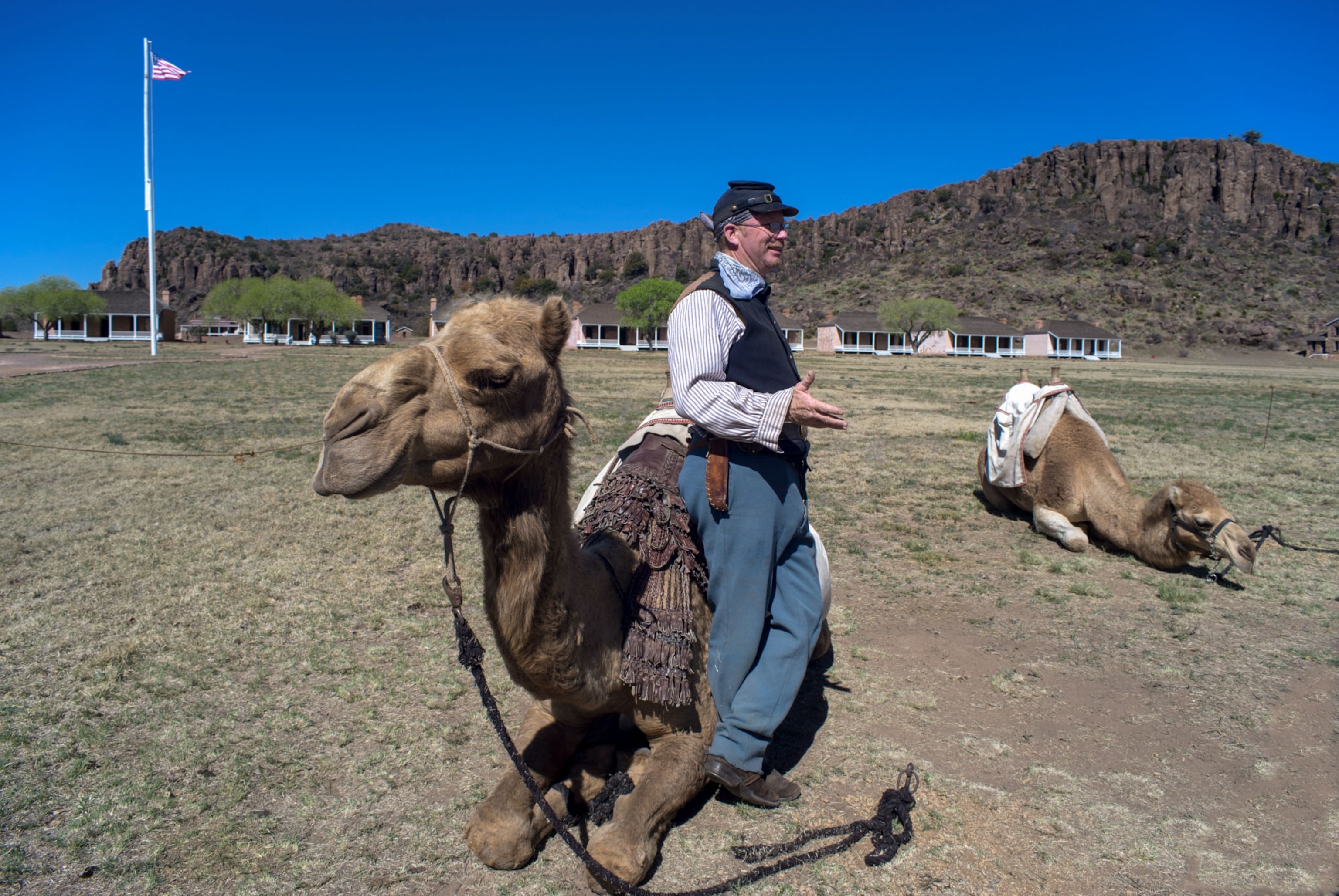 Camels on display at historical Fort Davis, Texas, during an event celebrating the U.S. Army Camel Corps