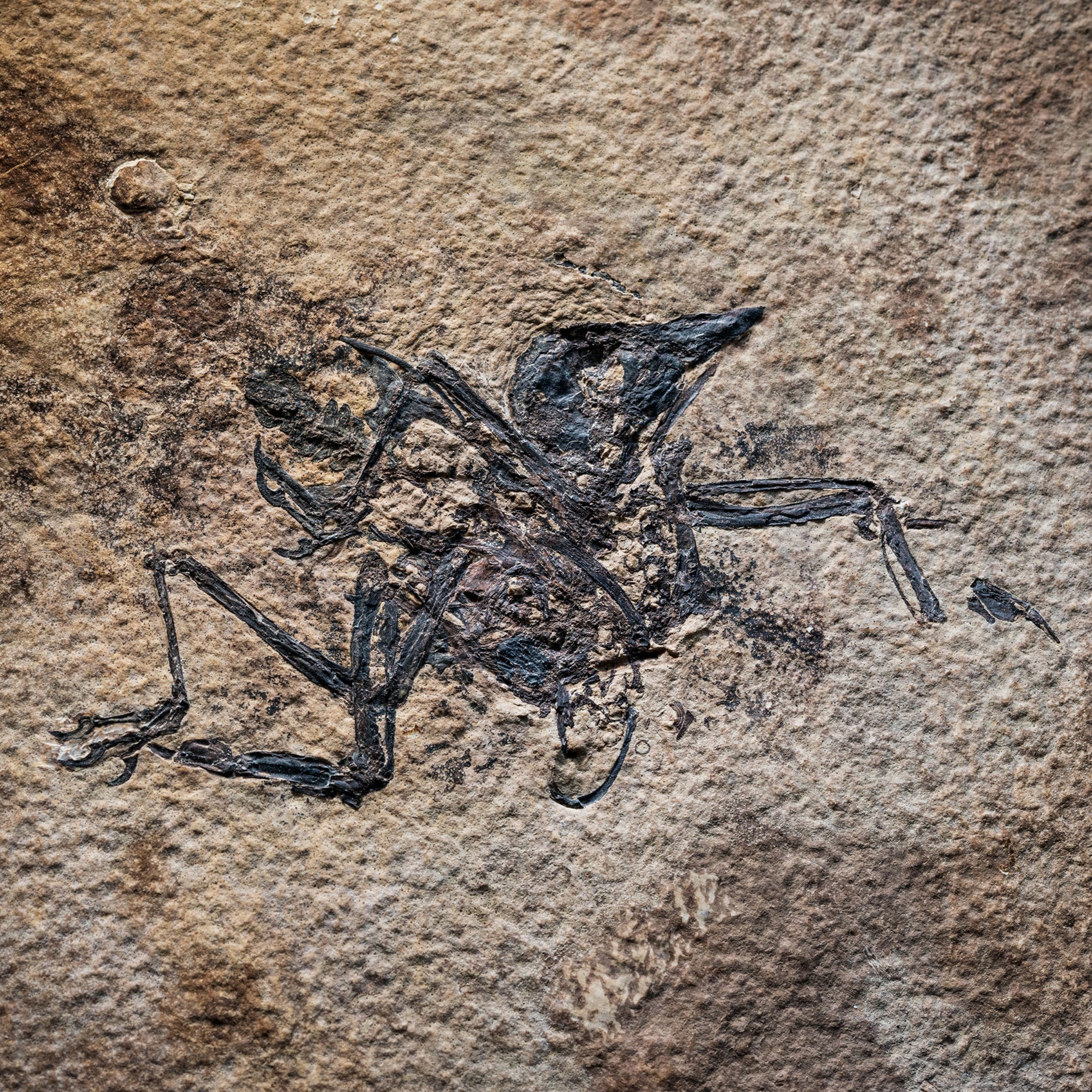 bird fossil.