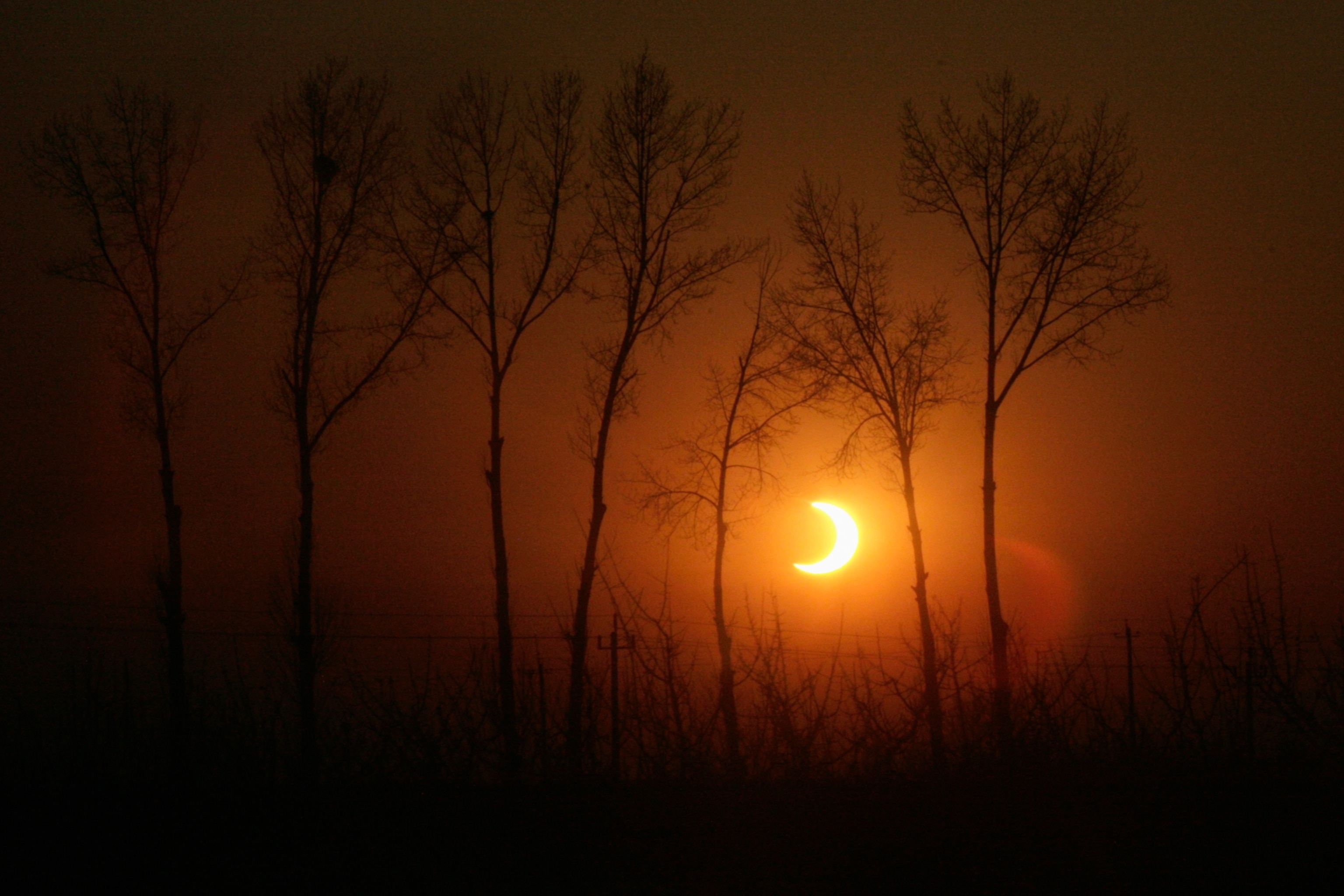 A partial eclipse casts an orange glow across the sky, seen between the silhouetted branches of trees.