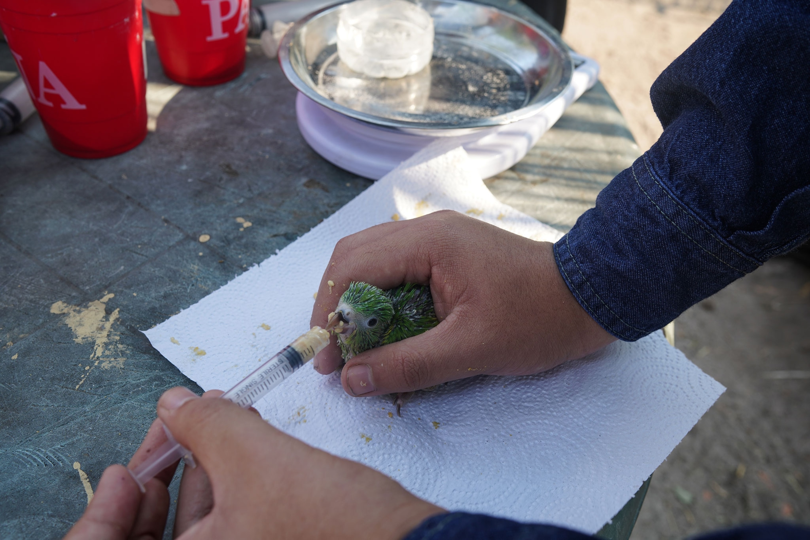 a parakeet being fed by a shelter volunteer