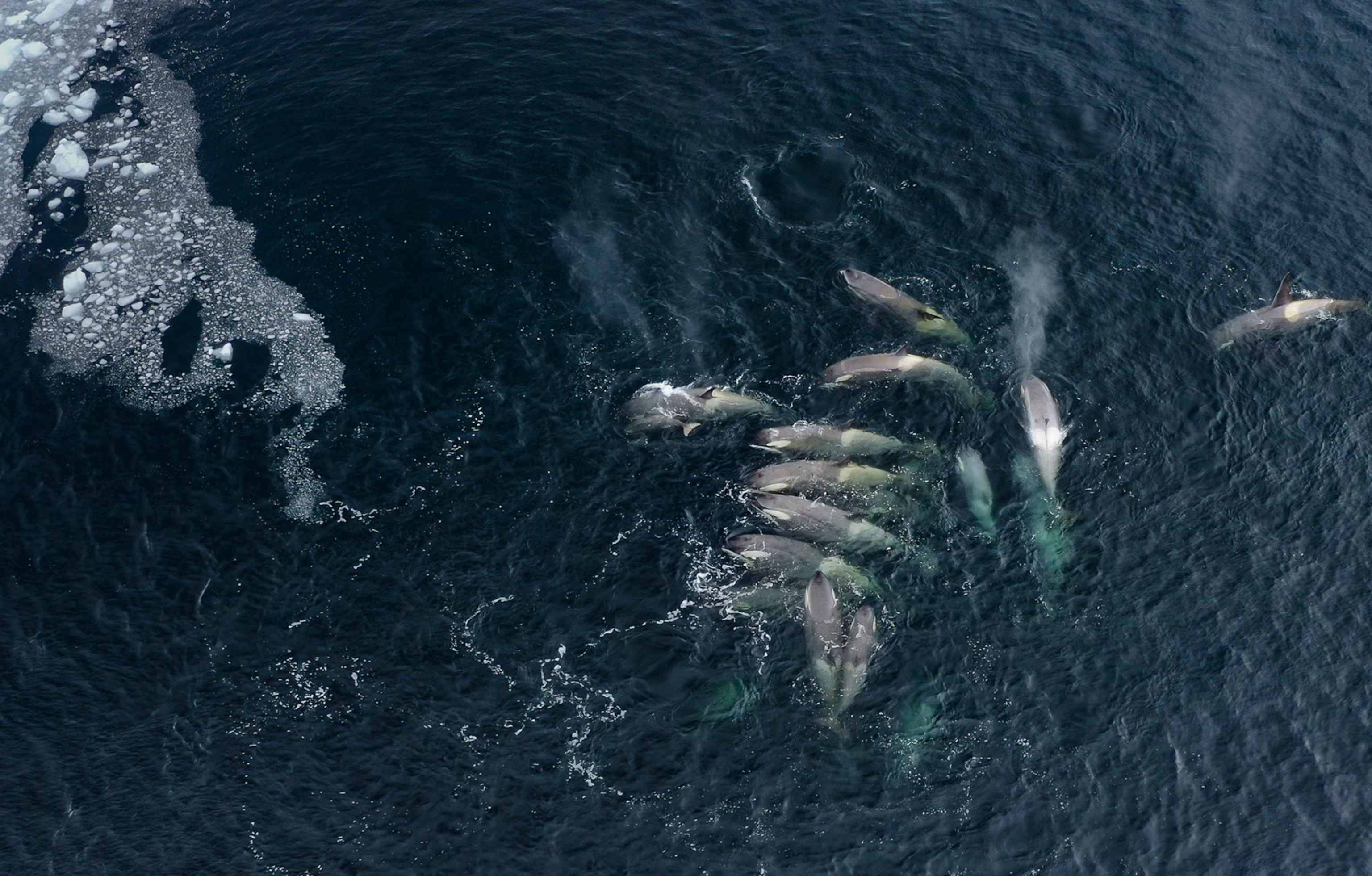 a group of thirteen killer whales swimming very closely in a single location together.