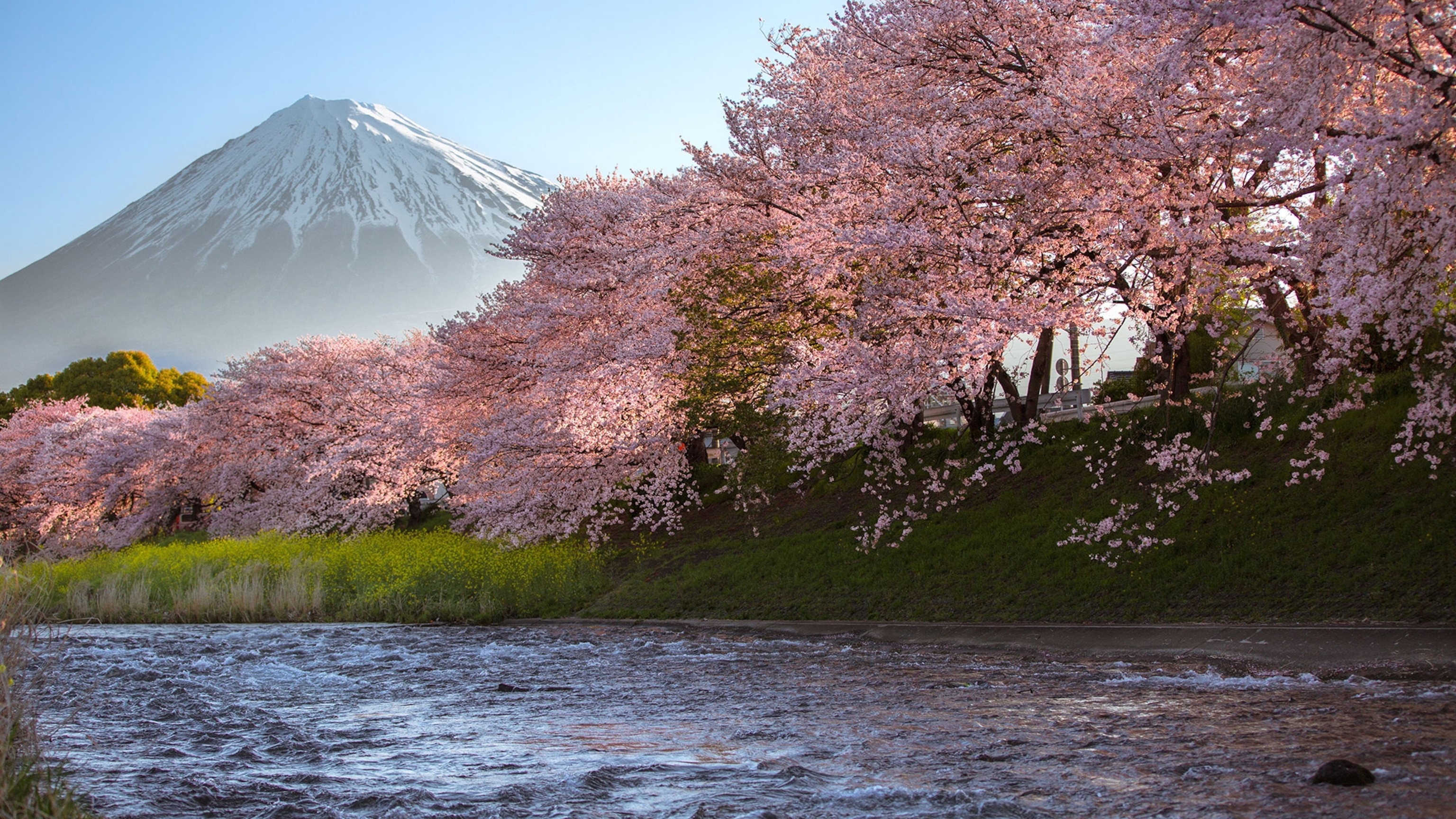cherry blossoms line a river with Mt. Fuji in the background