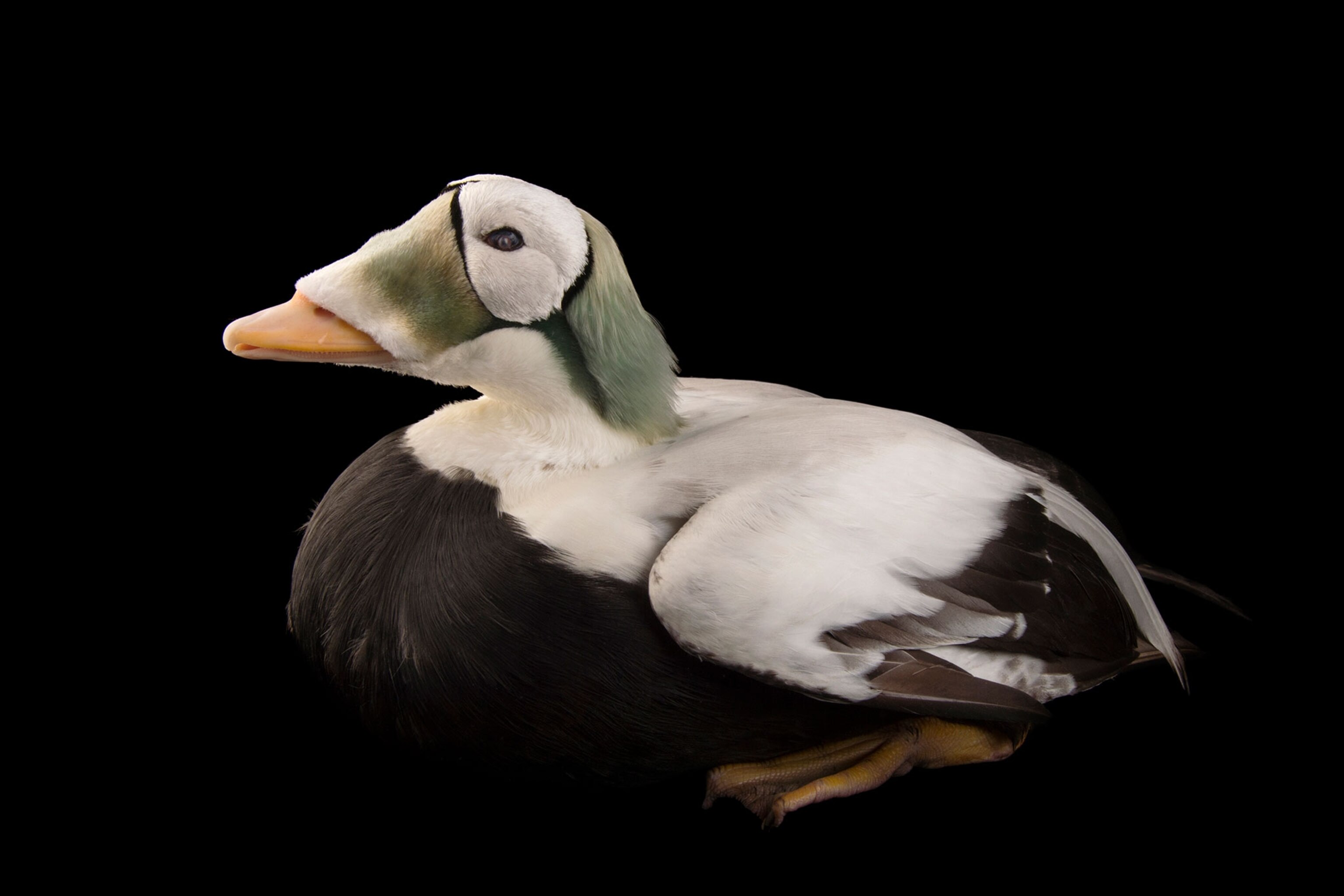 a spectacled eider