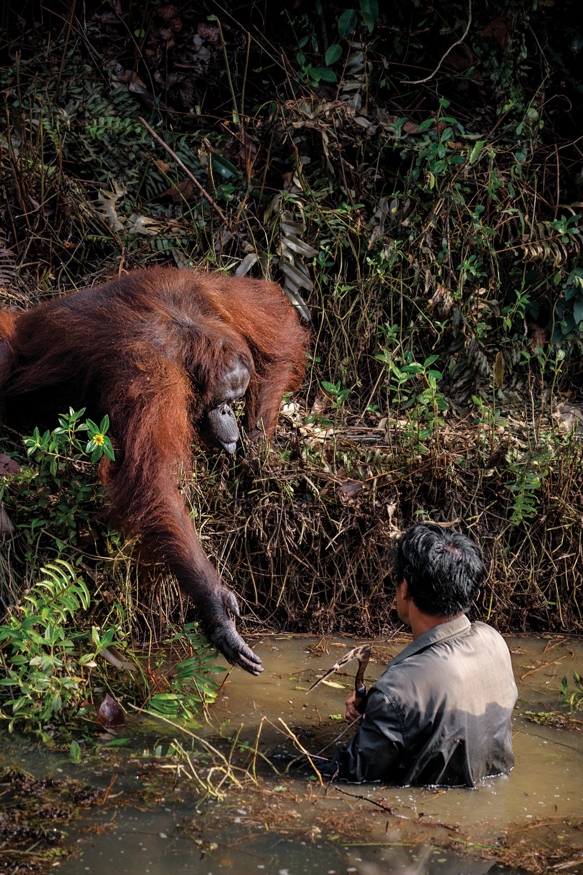A large orangutan standing on the edge of a forest swamp, gestures their hand out towards a man submerged chest deep in the water.