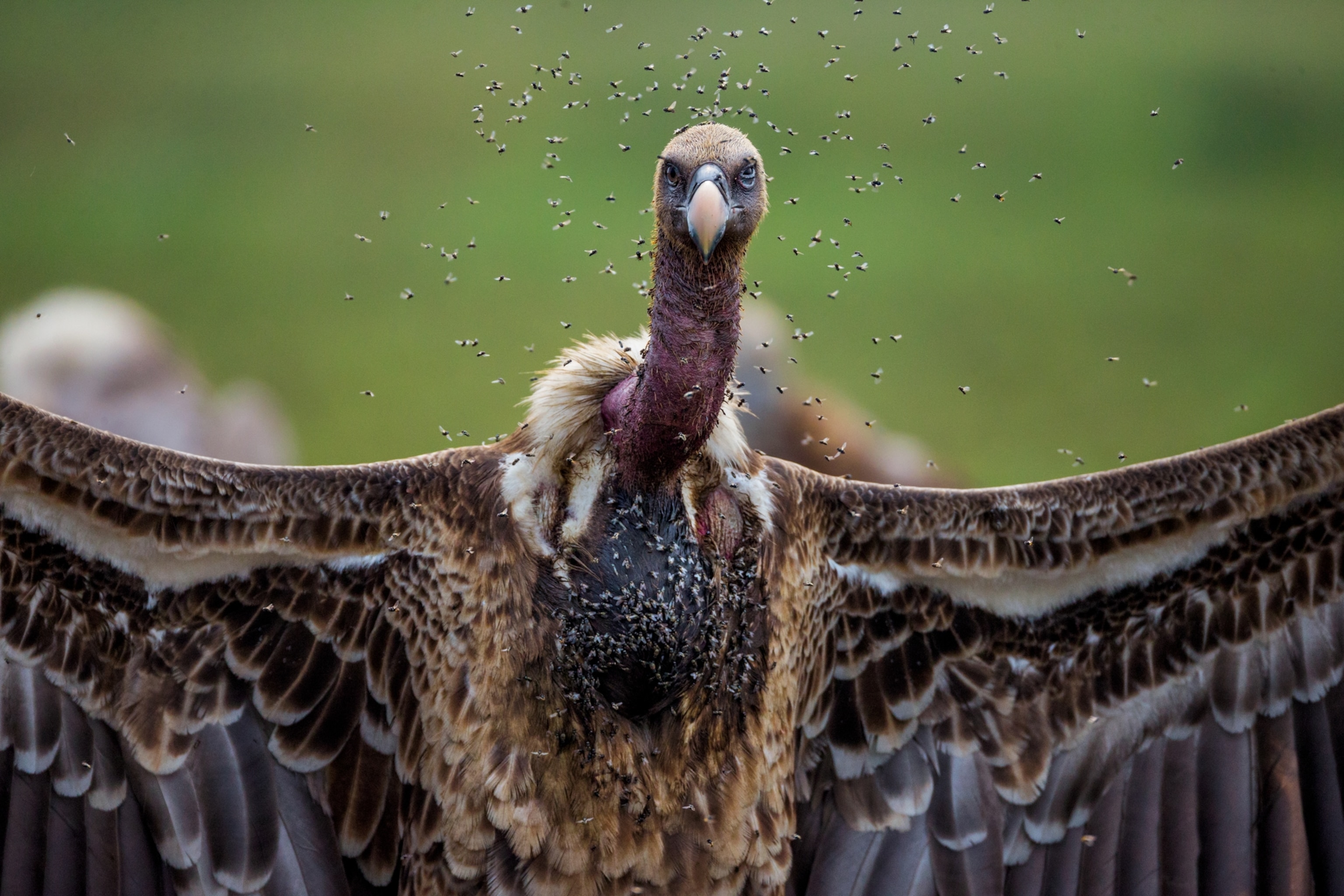 a vulture resting after feeding