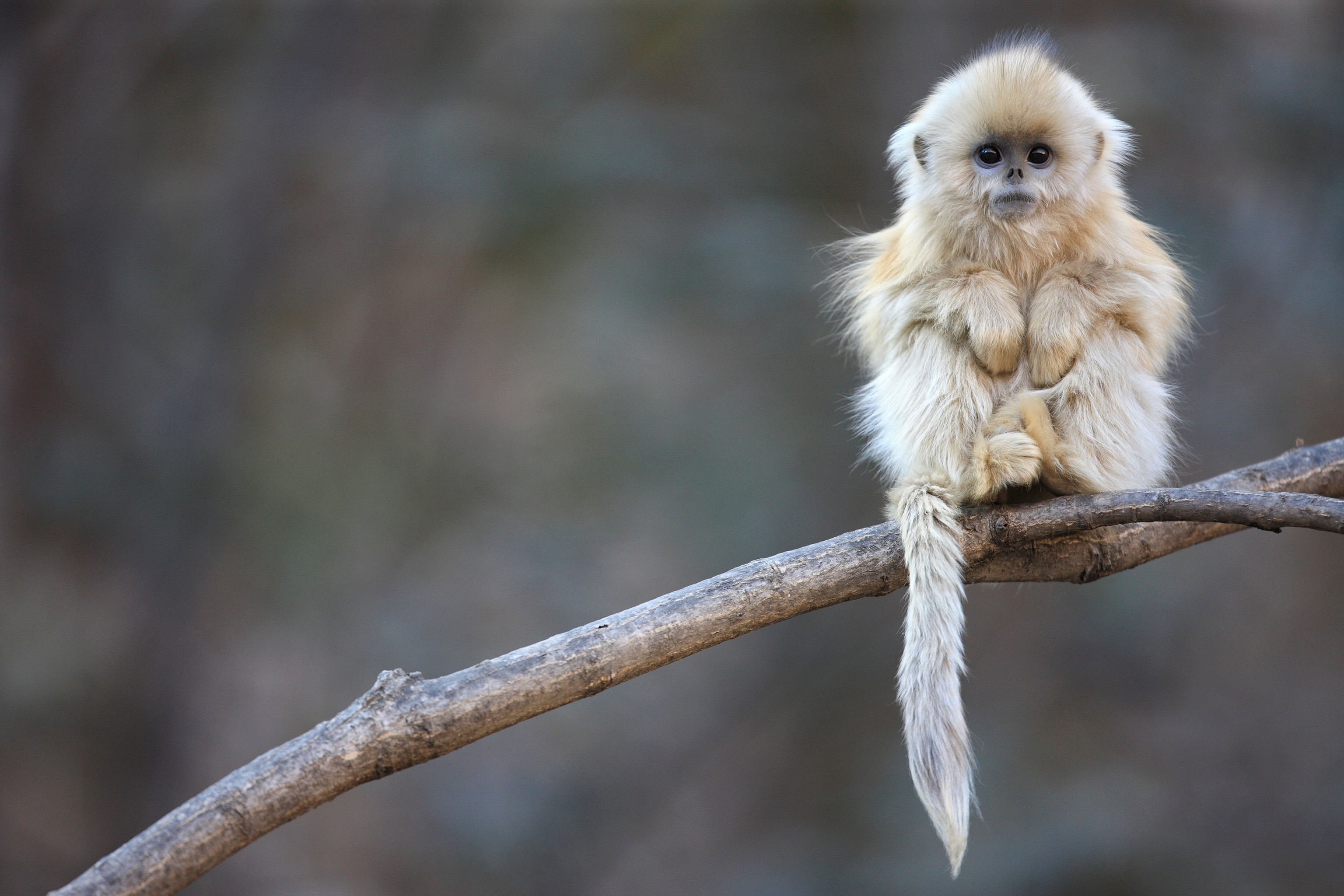 Photo:Golden snub-nosed monkey / Rhinopithecus roxellana
