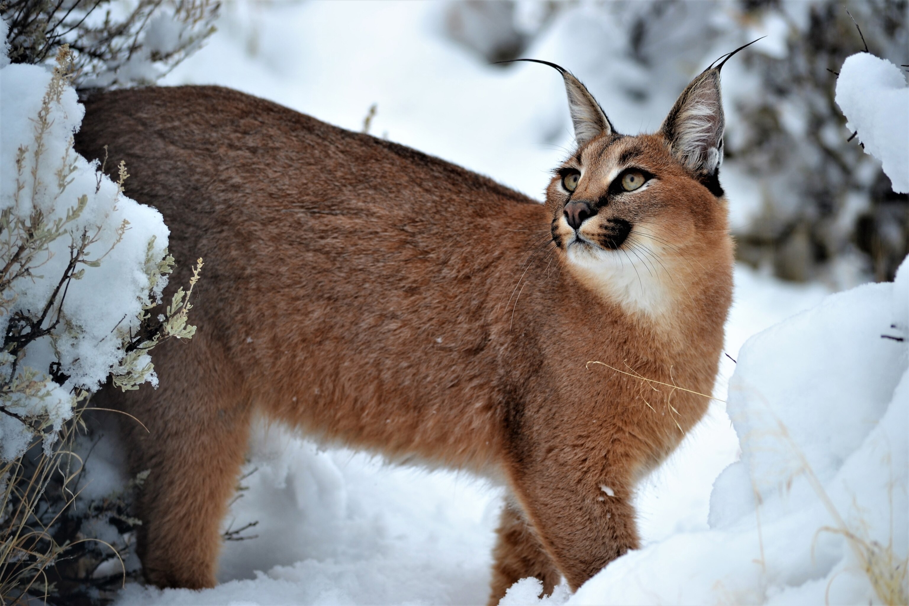 a brown red mid size wild cat walking in the snow
