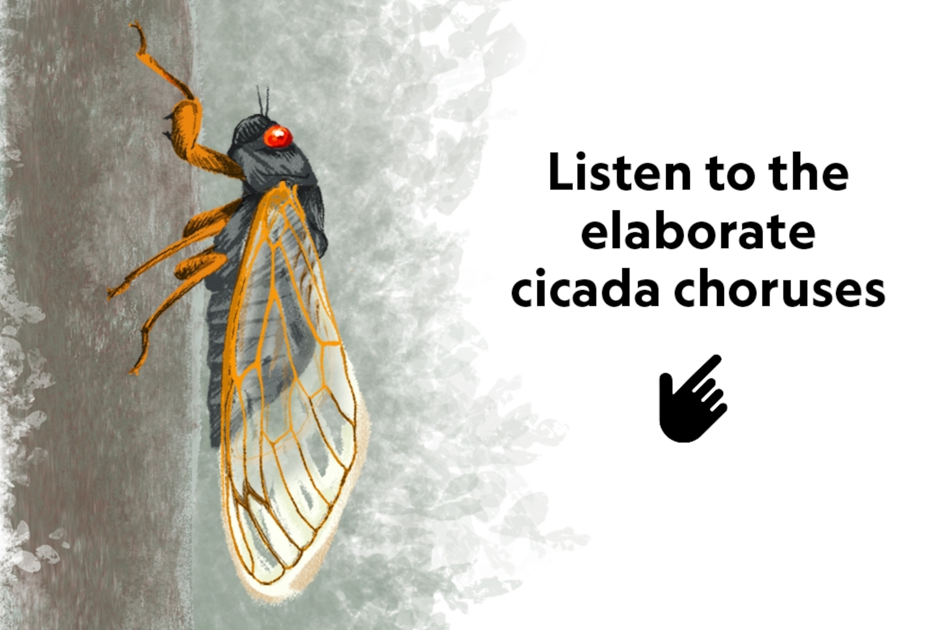 teaser and link to cicada sound graphic