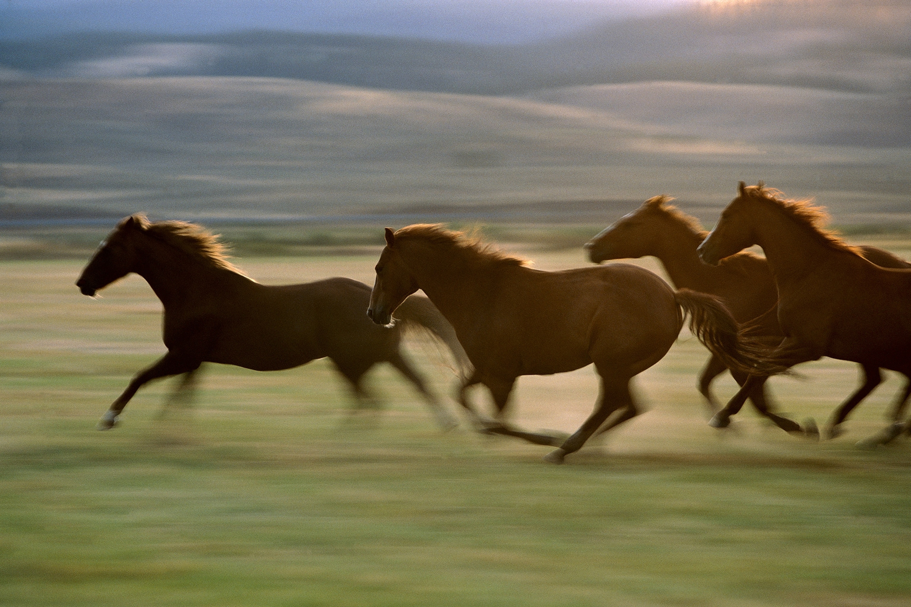 horses running together