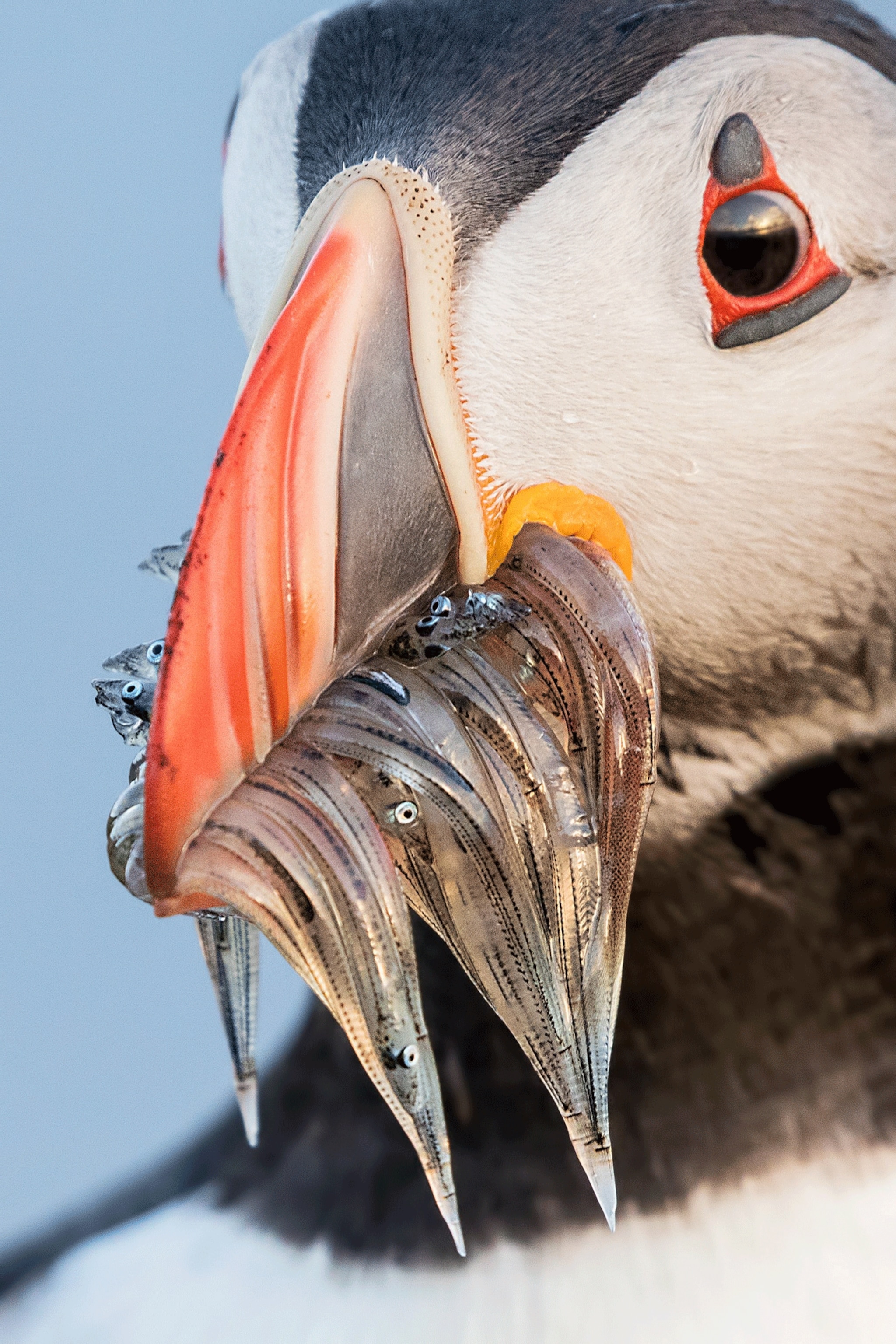 a puffin eating fish