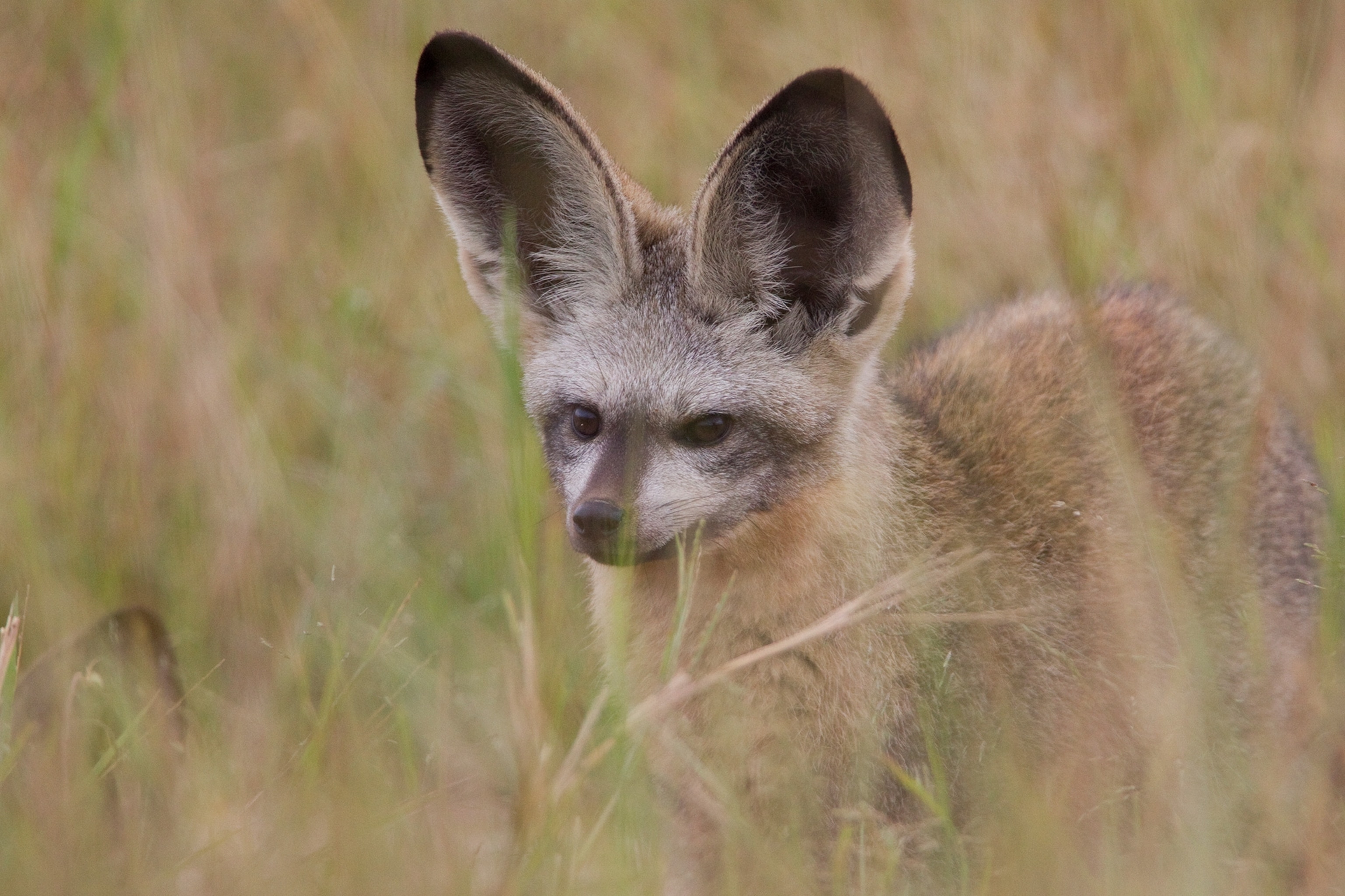 a bat-eared fox