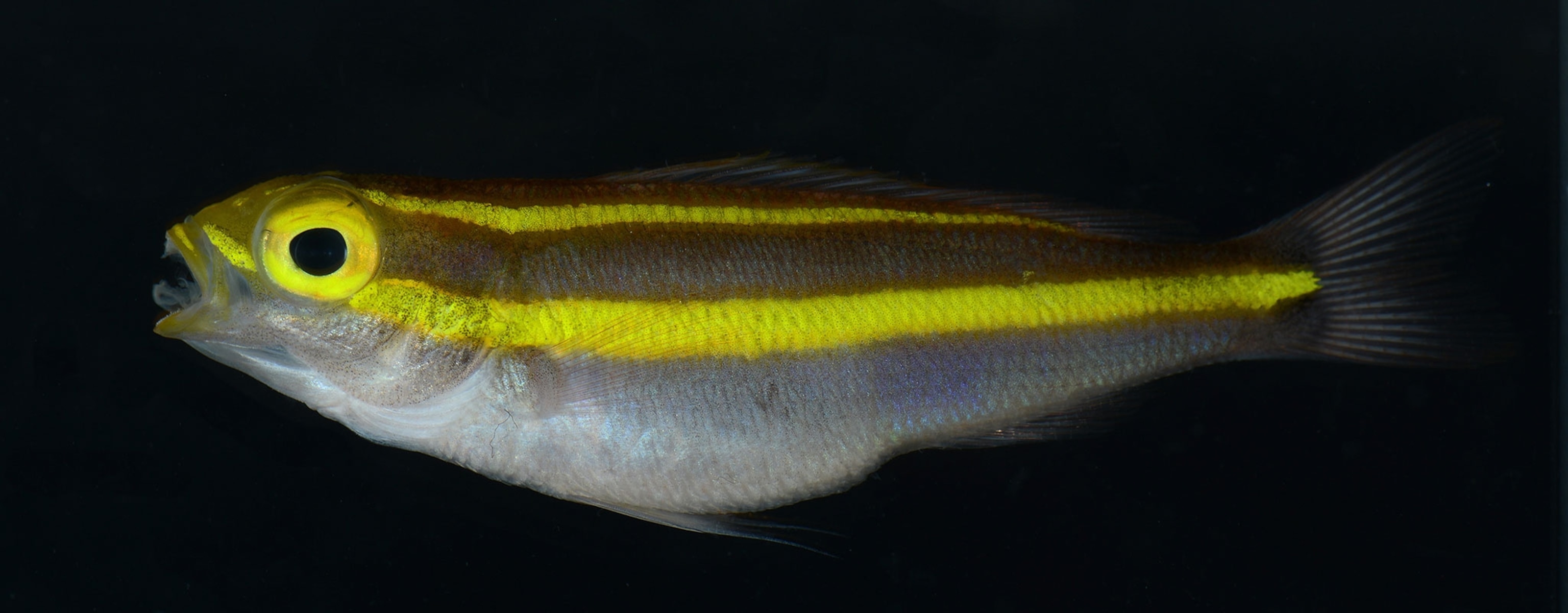 bream