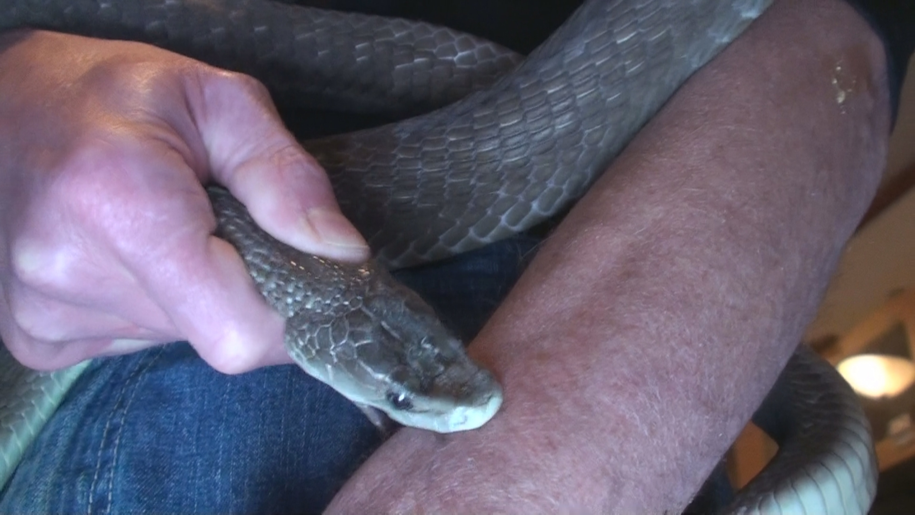 A man deliberately allows a venomous snake to bite his arm