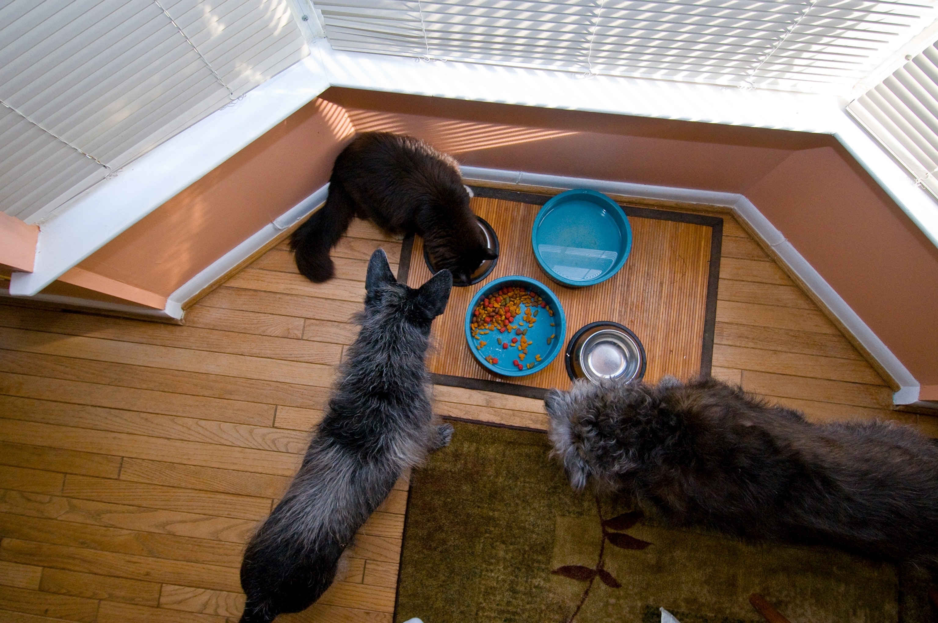 A top view of a cat and two dogs.