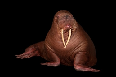 a walrus