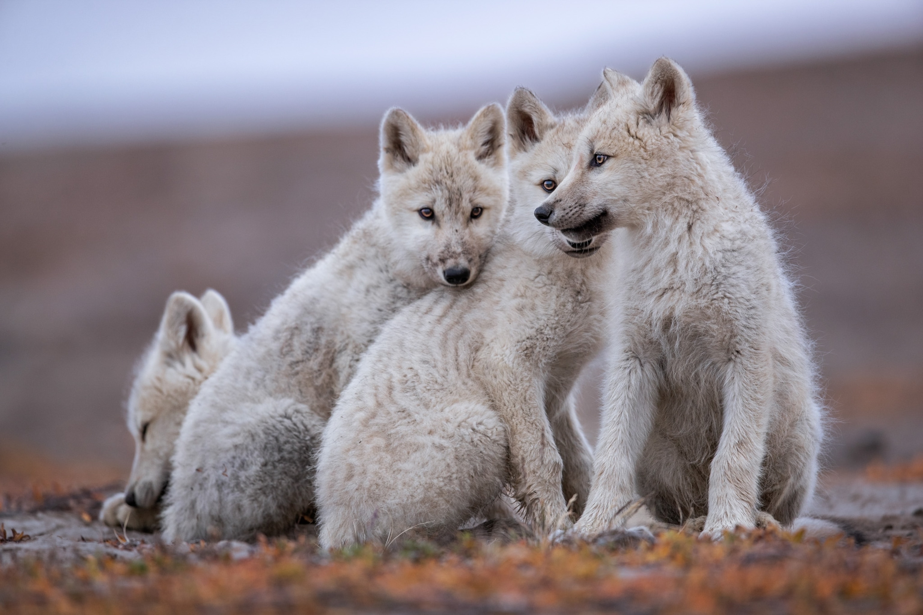 wolf pups herded together